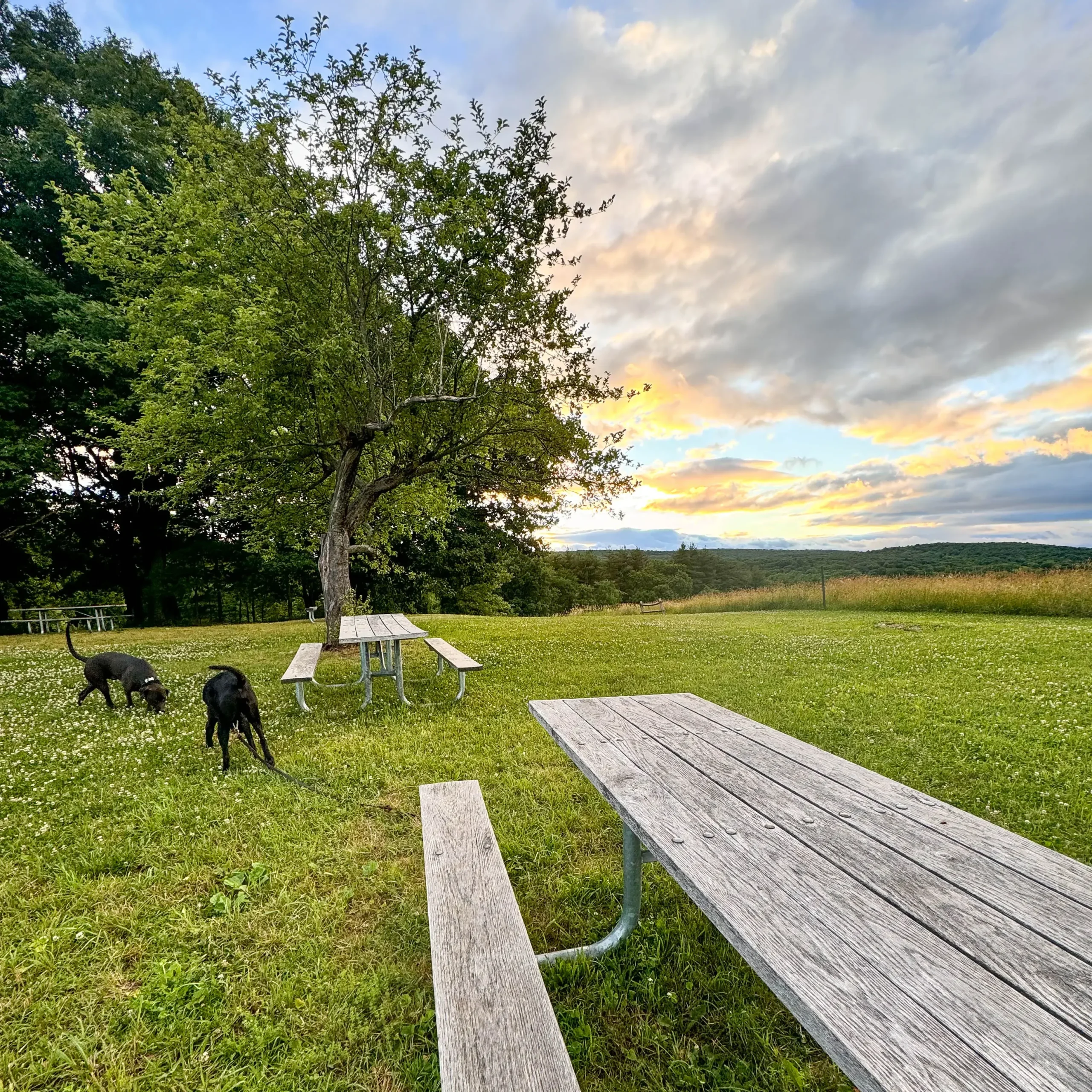 brown and black dog walking on a connecticut farm trail with green grass and meadows and a picnic table at sunset time