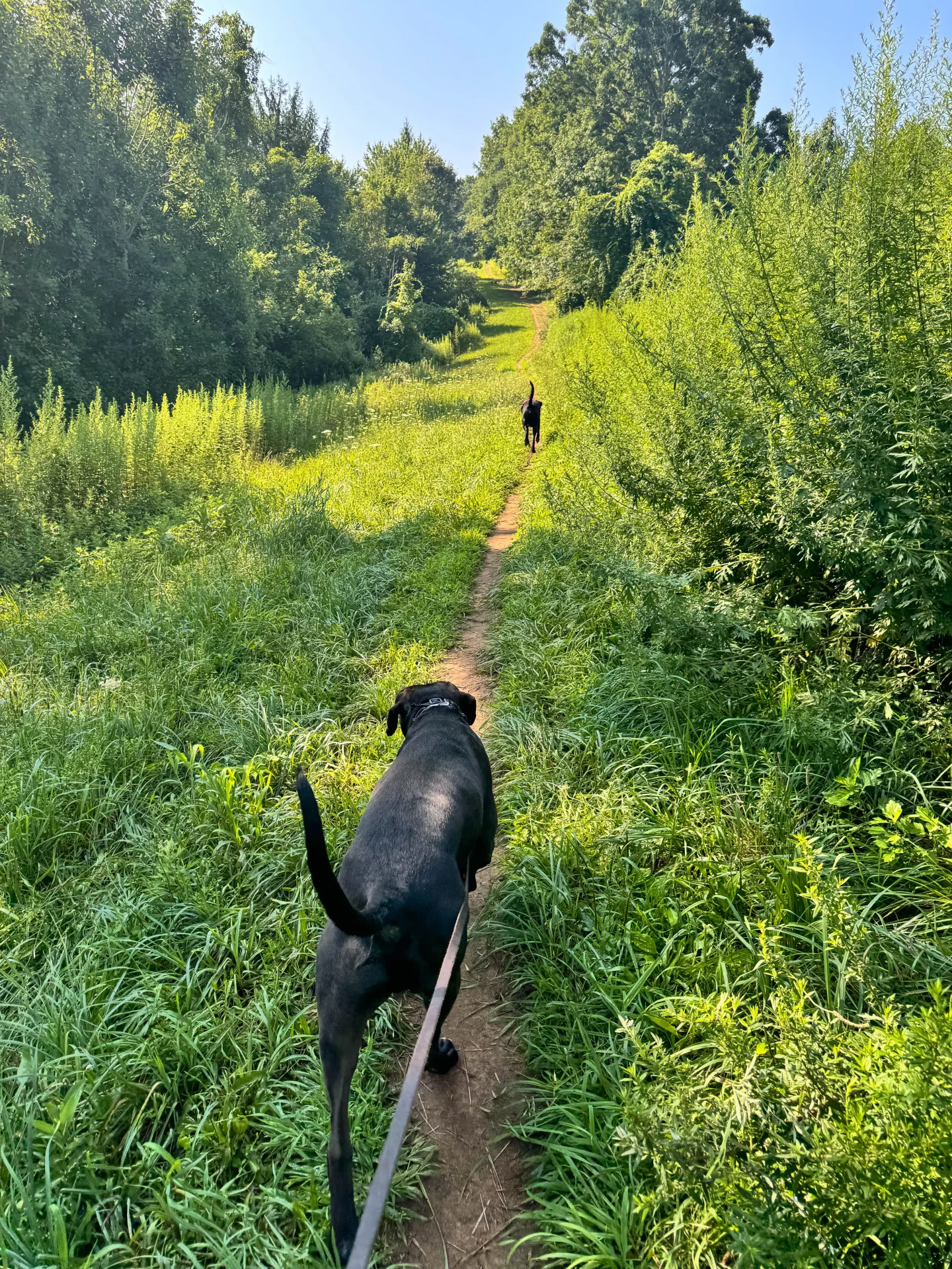 brown and black dog walking on a connecticut farm trail with green grass and meadows at longo farm in glastonbury