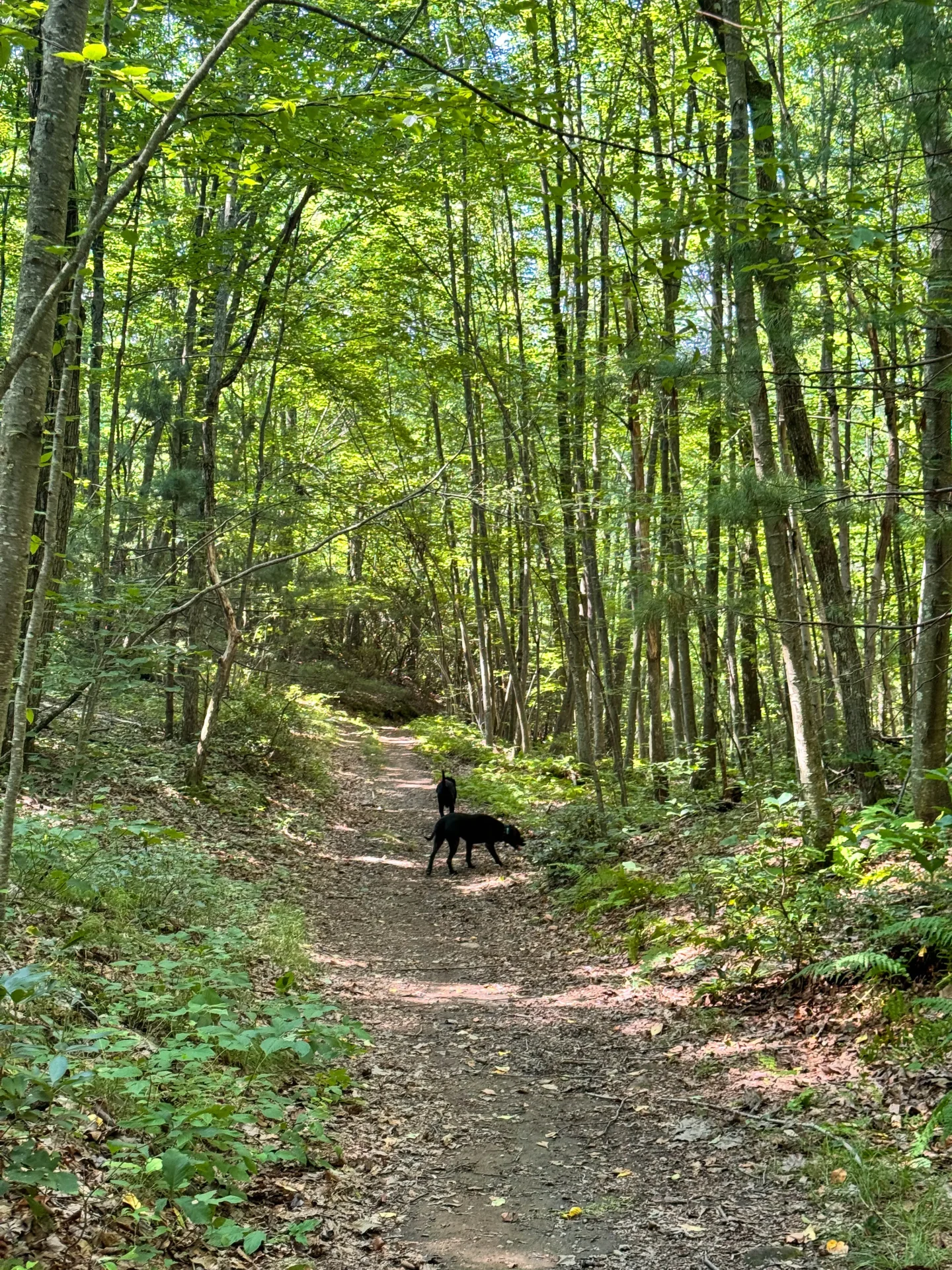 brown and black dog walking on a connecticut farm trail with green grass and meadows at longo farm in glastonbury