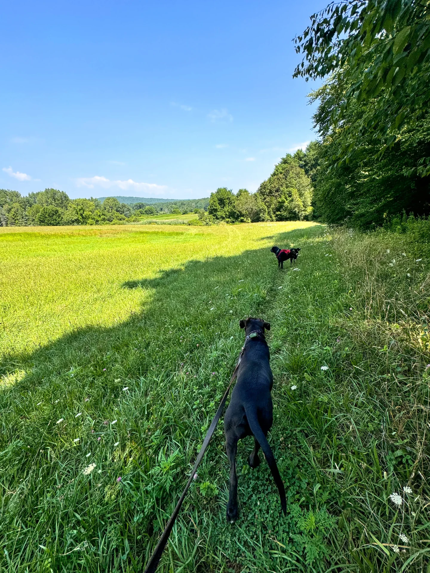 brown and black dog walking on a connecticut farm trail with green grass and meadows at walking trail at longo farm in glastonbury