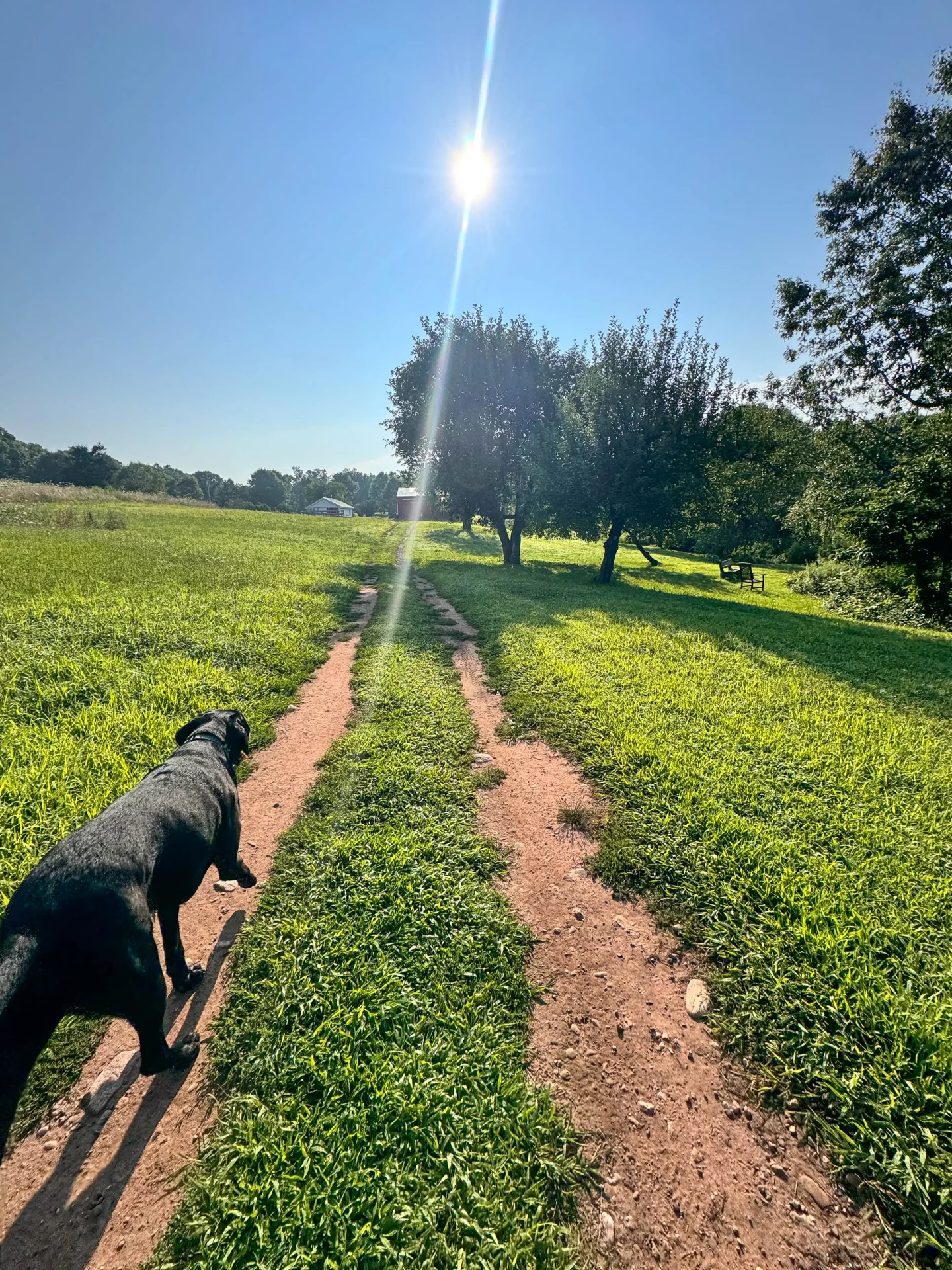 black dog walking on a connecticut farm trail with green grass and meadows and a barn