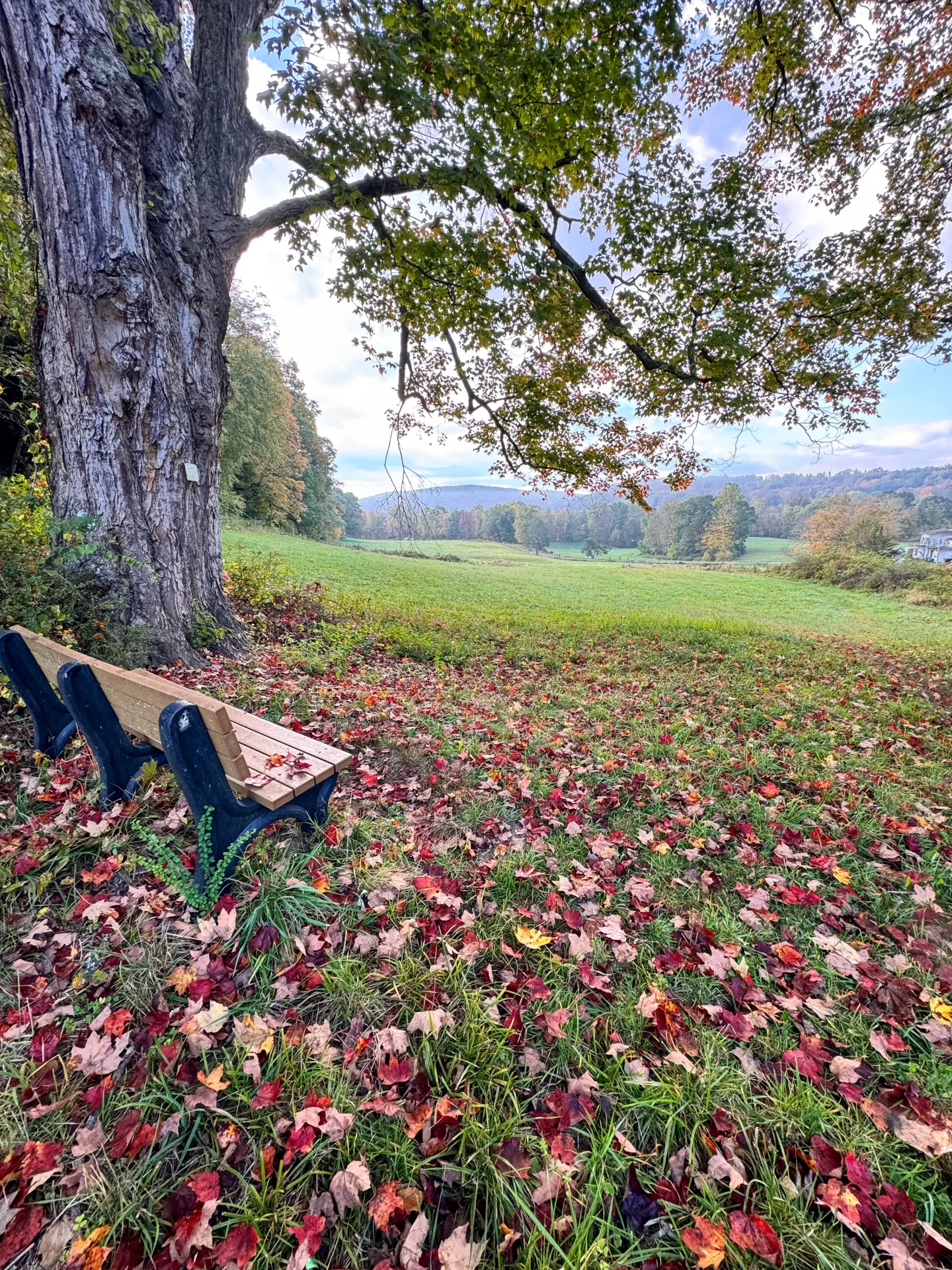 bench on farm trail in connecticut with red leaves on the ground