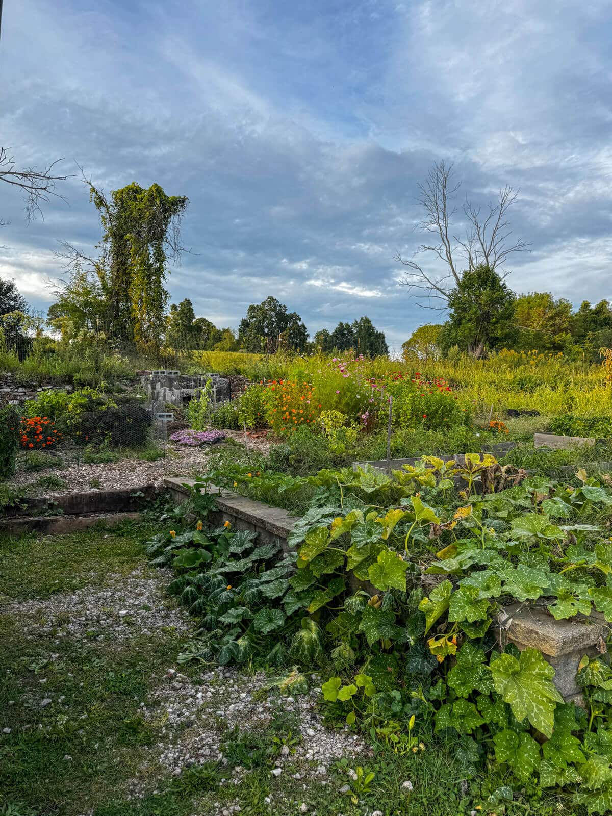 array of wildflowers at hawk hill farm in bloomfield with lots of greenery.