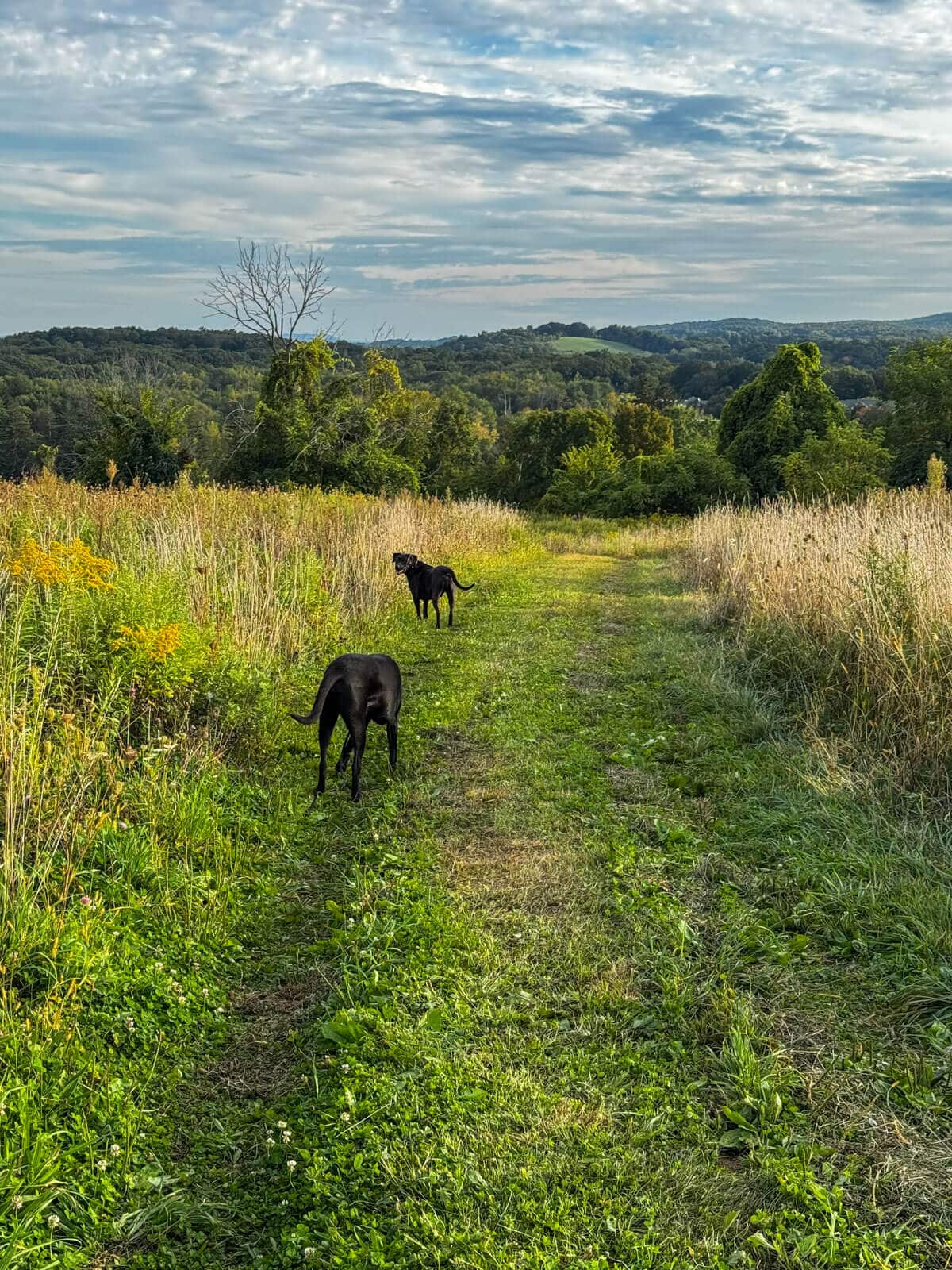 two big dogs black and brown walking on a rolling green trail on a hill with green ridges in the distance.