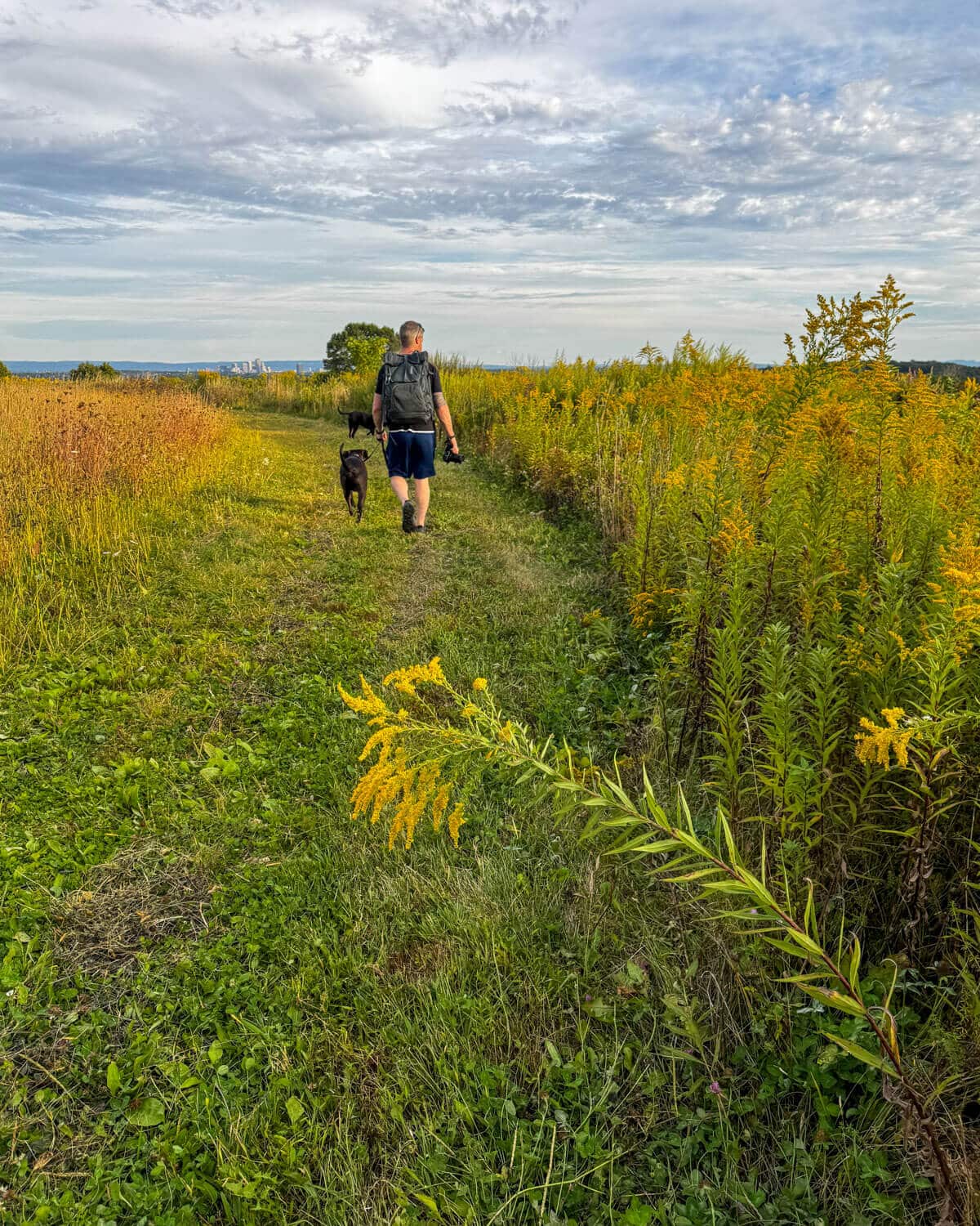 man wlaking with brown dog on leash on hilltop in bloomfield, connecticut.
