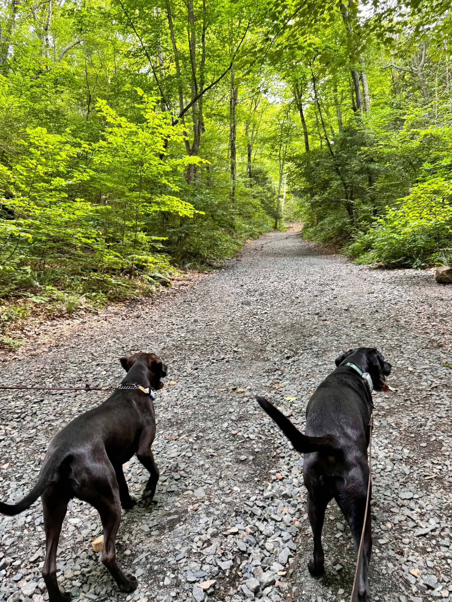 black dog and brown dog on leash walking up the gravel path for heublein tower trail in sumsbury