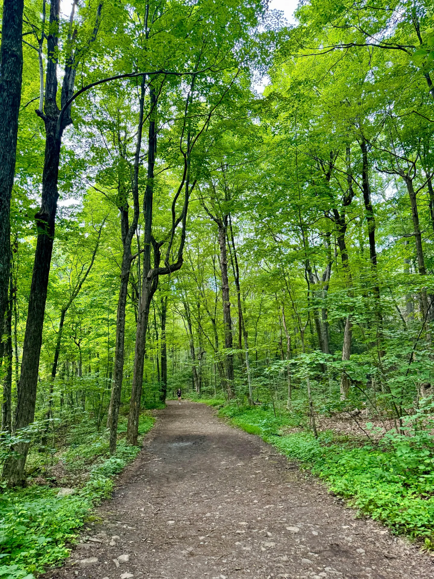 the wide gravel path running through a green forest of tall trees leading to heublein tower