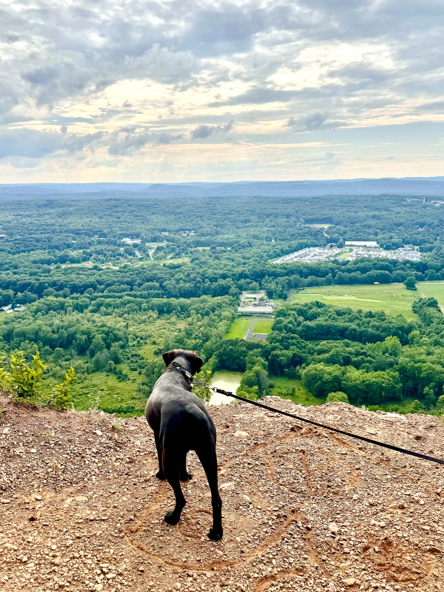 brown dog at top of lookout at talcott mountain overlooking a green landscape in summer