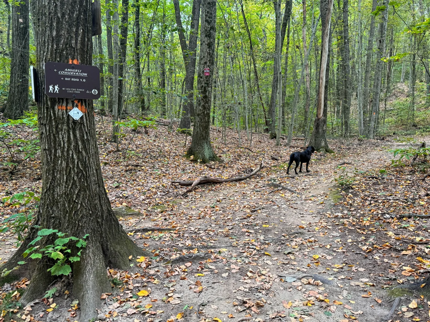 black dog walking on a trail in mount holyoke state park surrounded by green trees and leaves