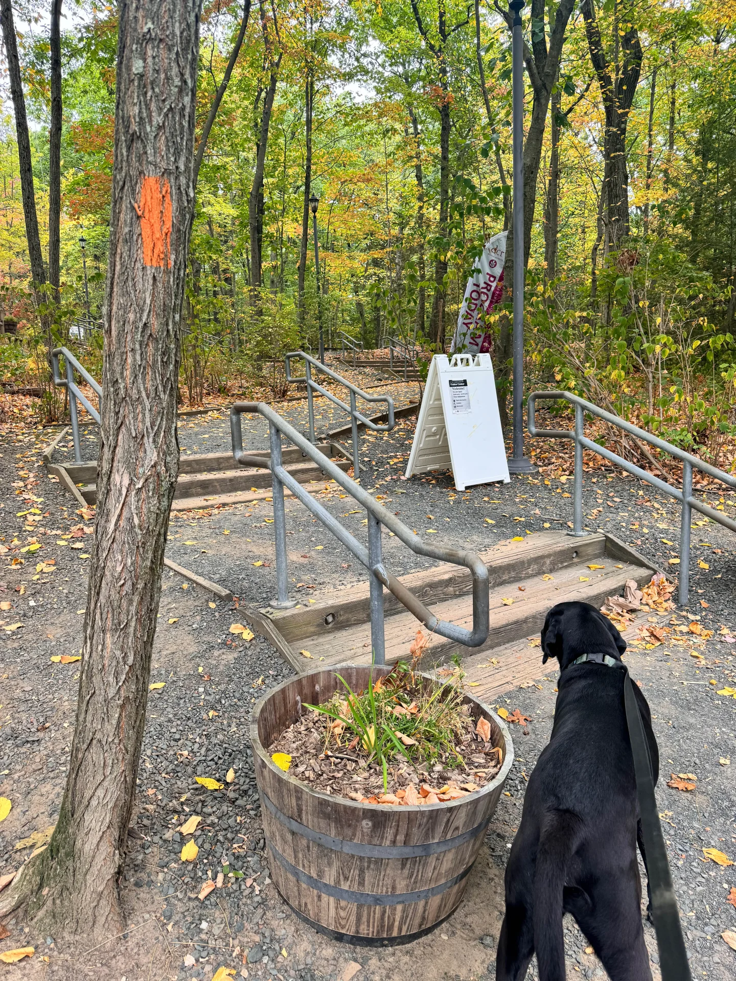 orange blazed trail leading to mount norwottuck with black dog walking on a leash