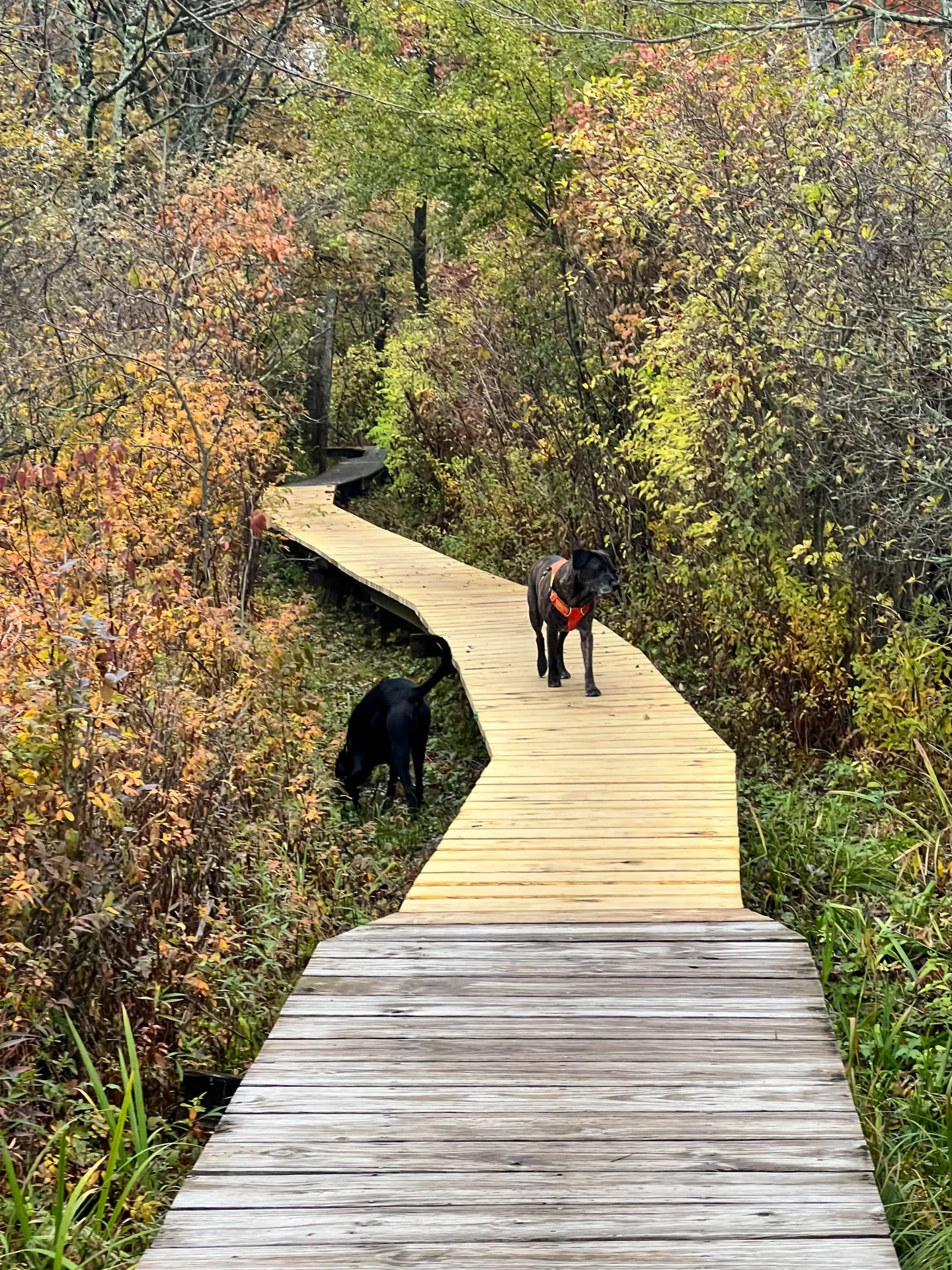 black dog and brown dog on boardwalk at white memorial in litchfield with fall trees and pond