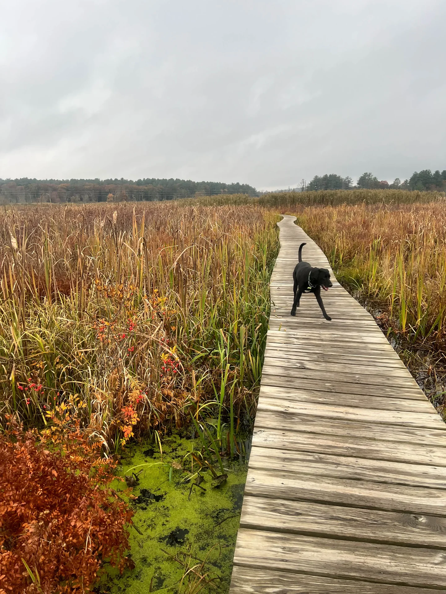 black dog and brown dog on boardwalk at white memorial in litchfield with fall trees and pond