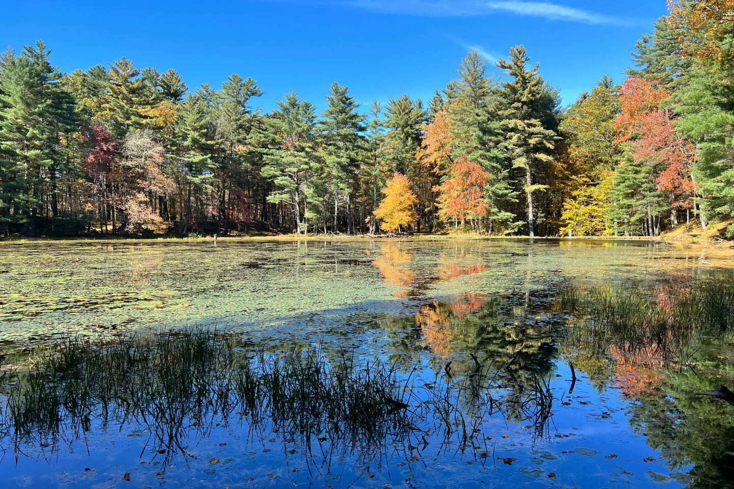 boardwalk at white memorial in litchfield with fall trees and pond