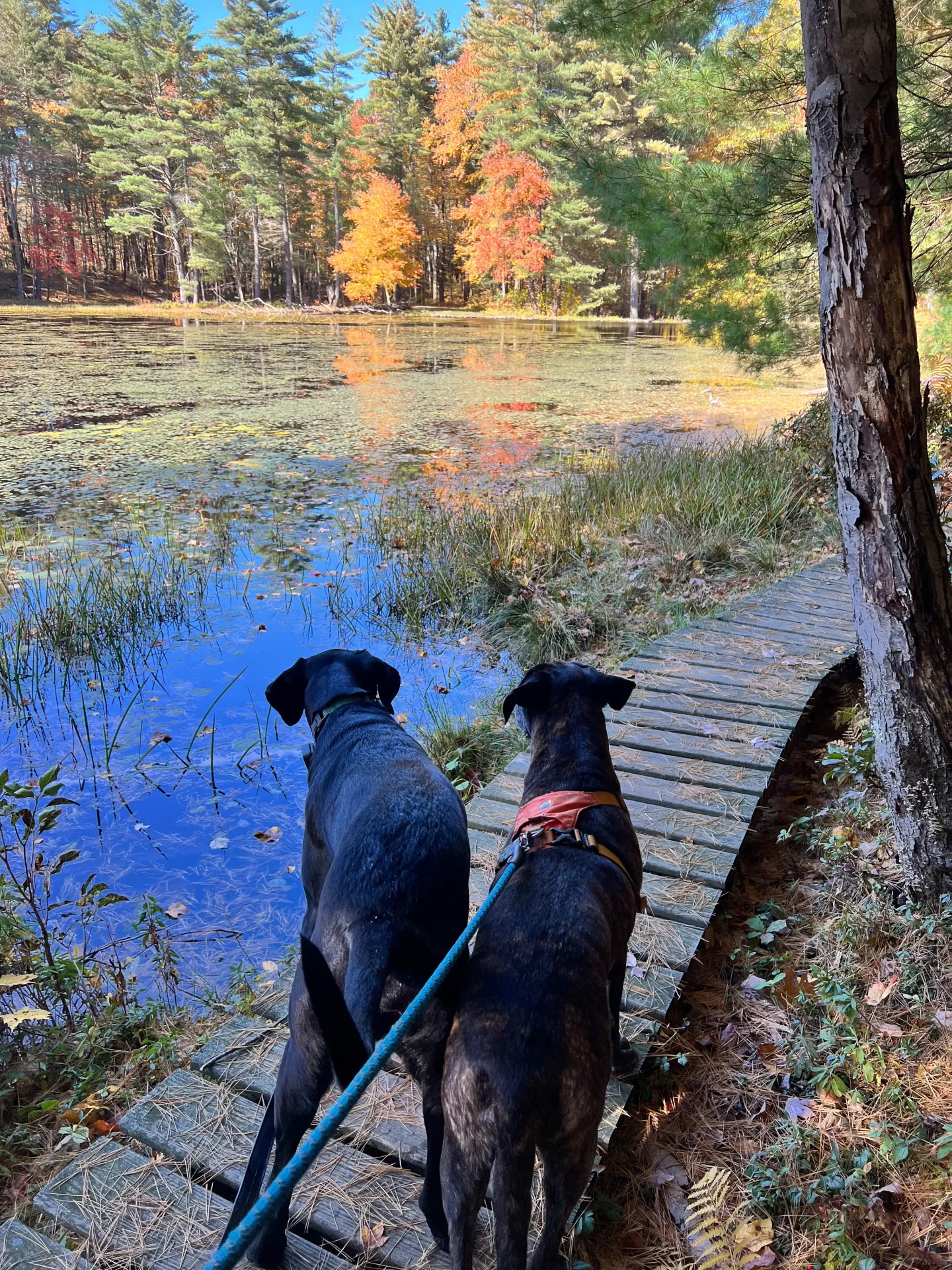 black dog and brown dog on boardwalk at white memorial in litchfield with fall trees and pond