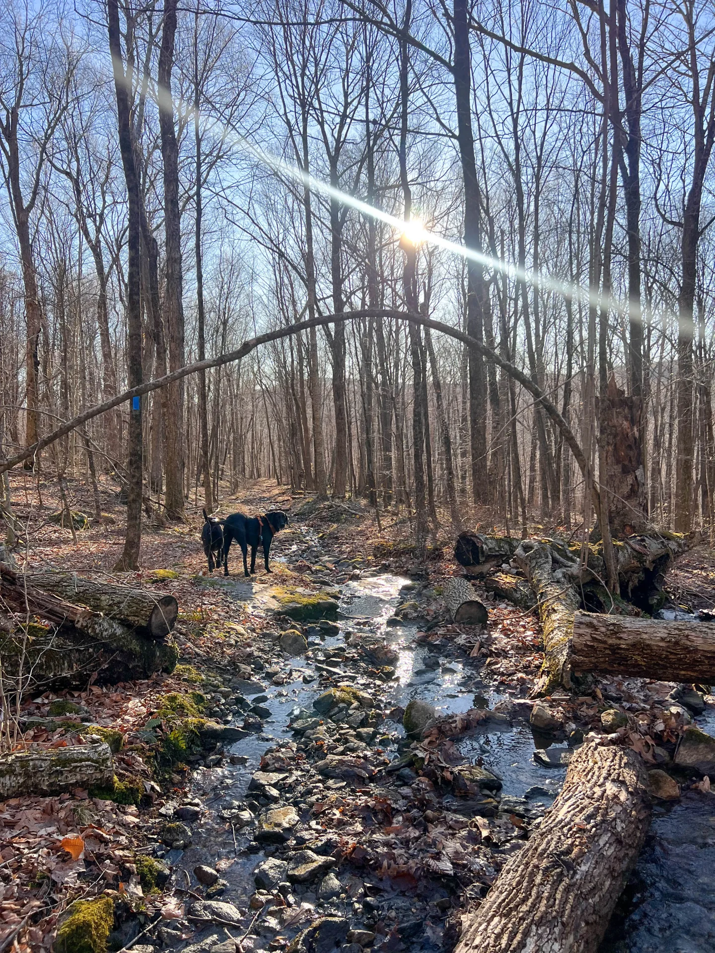 shepaug river trail in litchfield ct