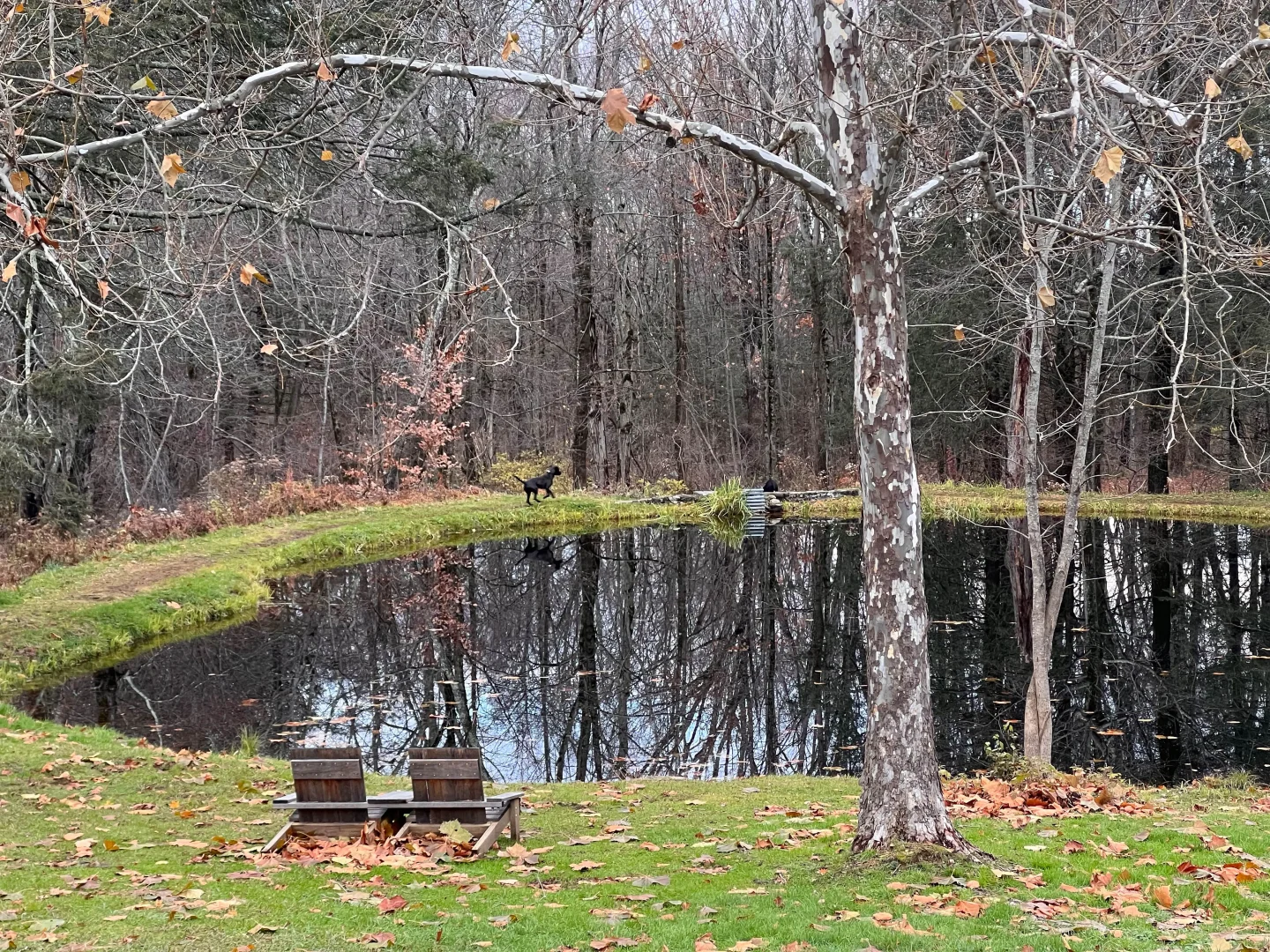 pond at topsmead state park in litchfield