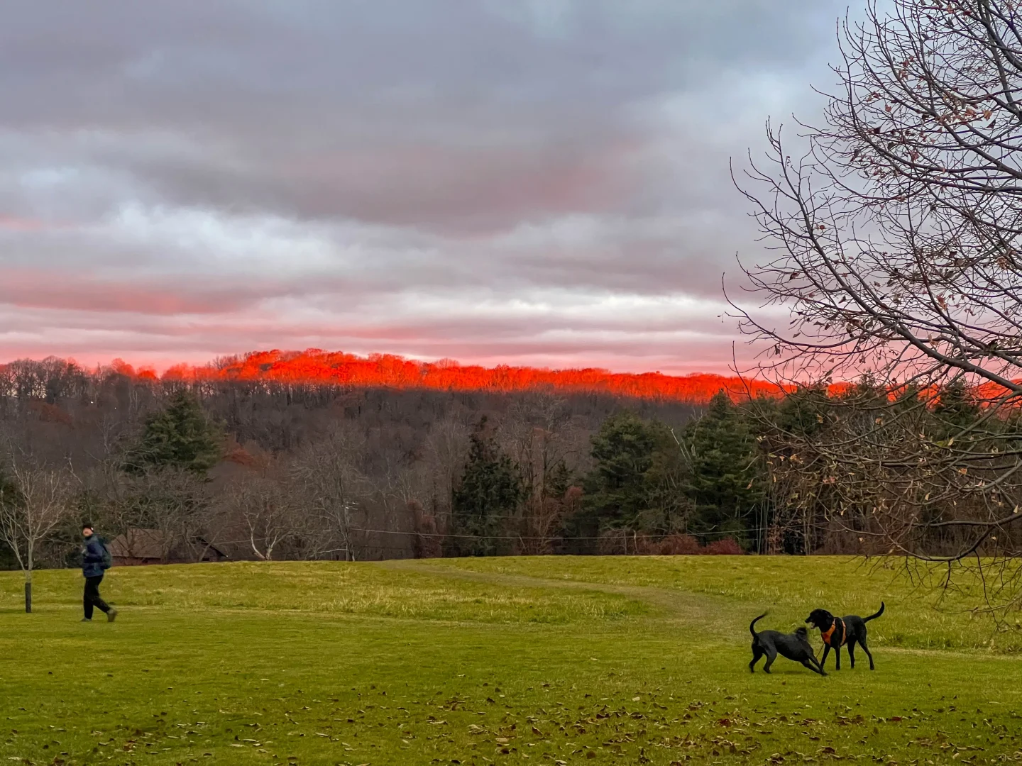 two dogs playing at topsmead state park in litchfield