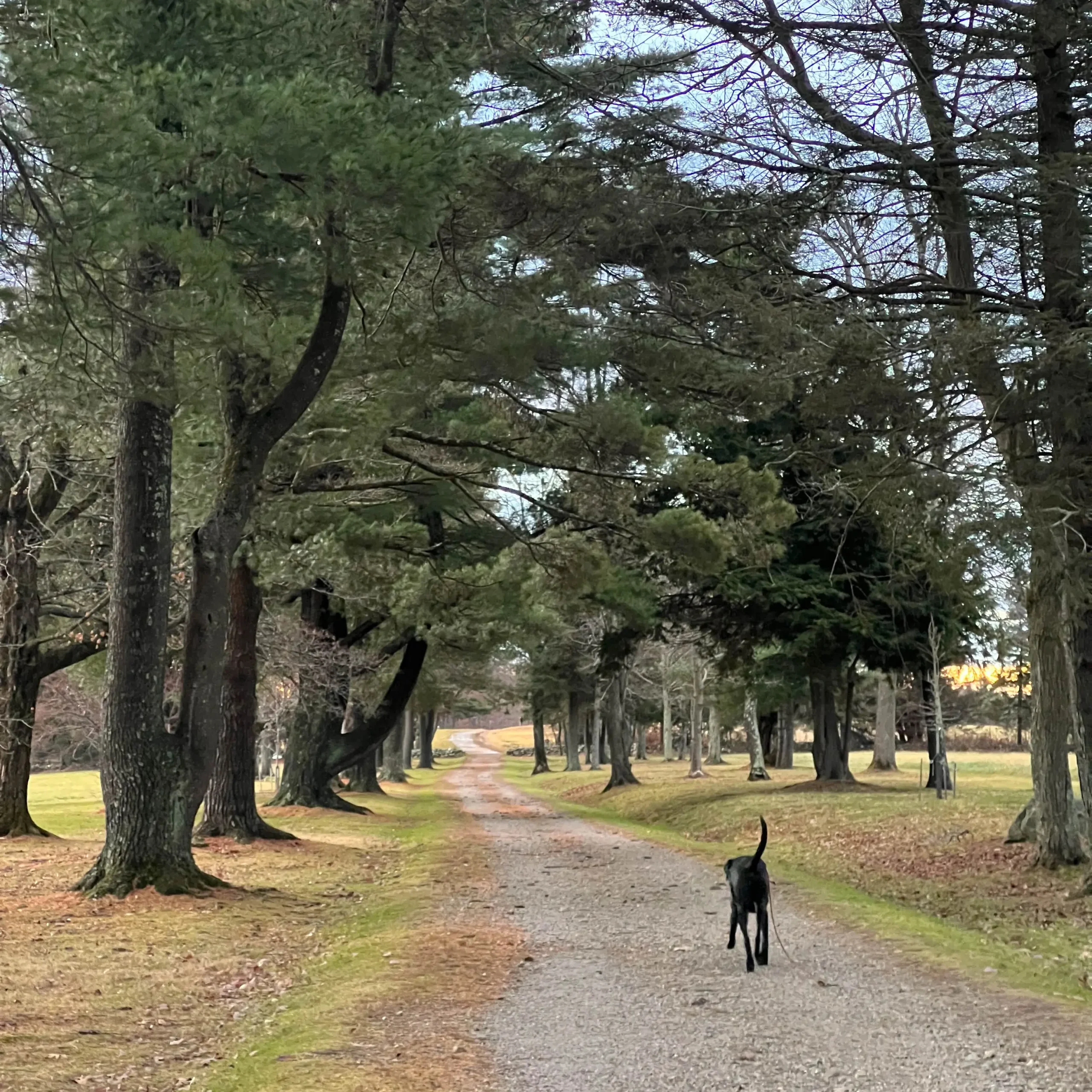 black dog walking on trail at topsmead state park in litchfield