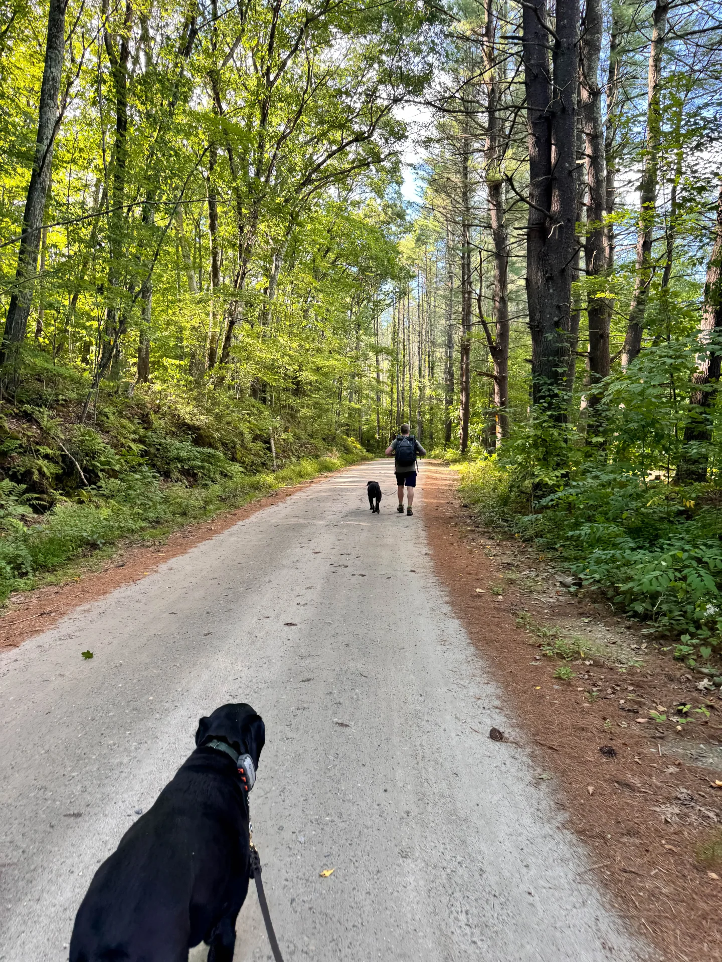 man walking a dog on leash along a dirt road in litchfield connecticut