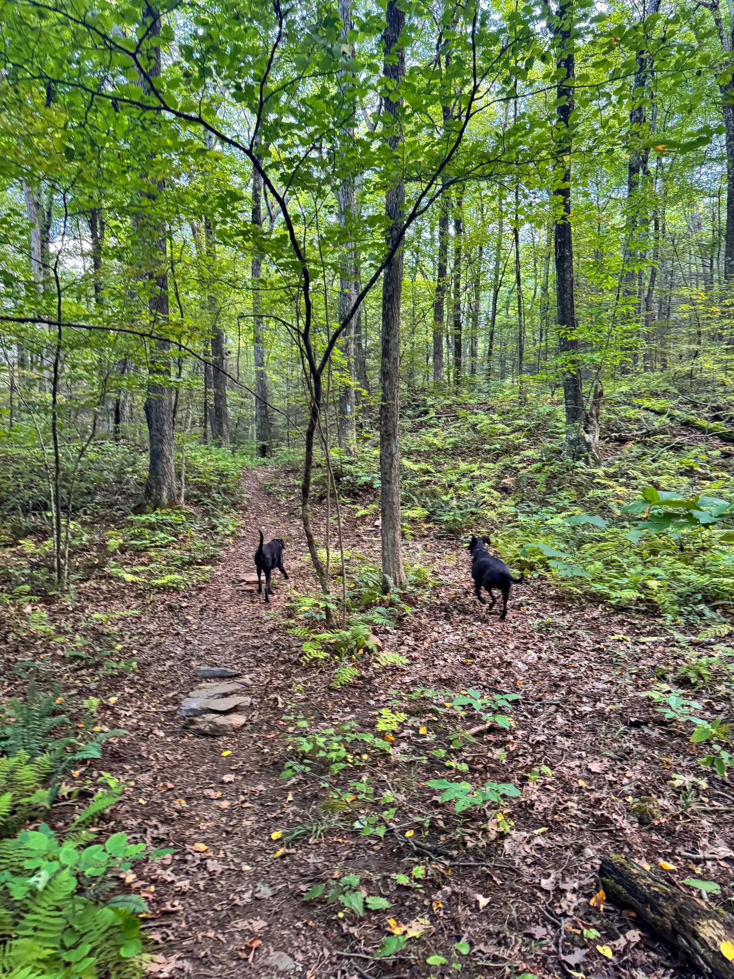 two dogs walking in forest in litchfield connecticut