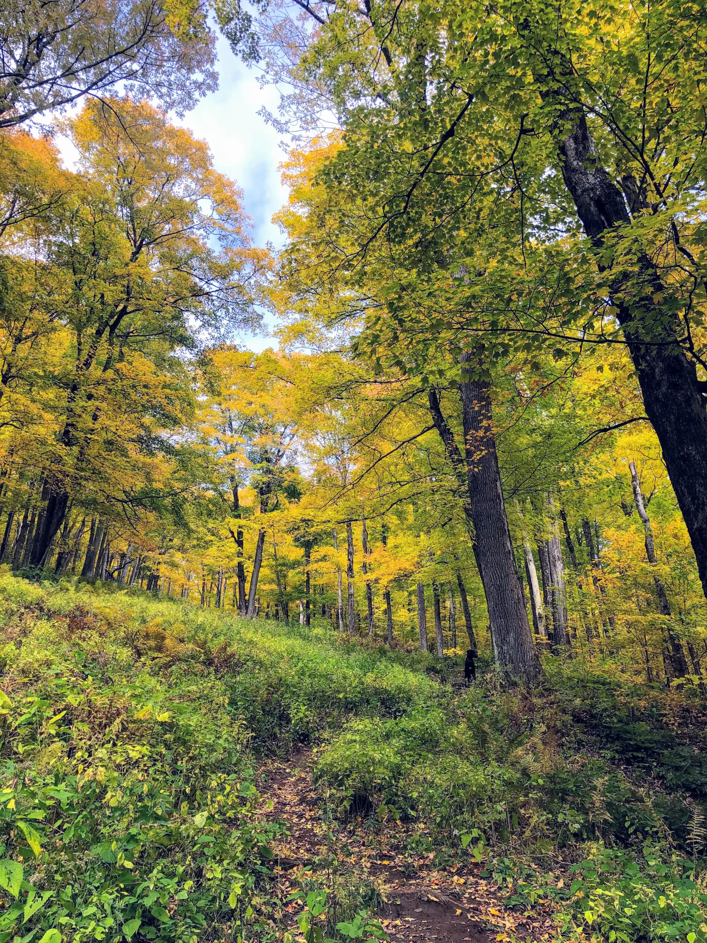 fall view up gould and bellows pipe trail