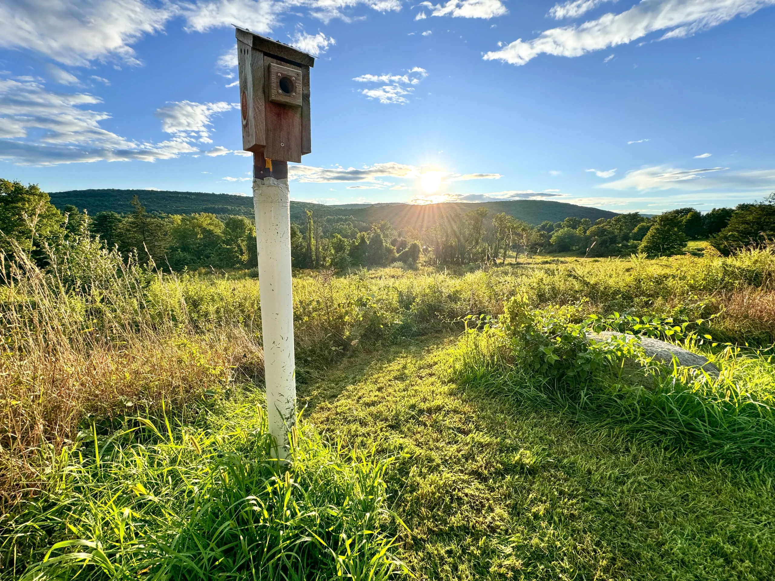 golden hour at holcomb farm trail with green meadows and a blue sky