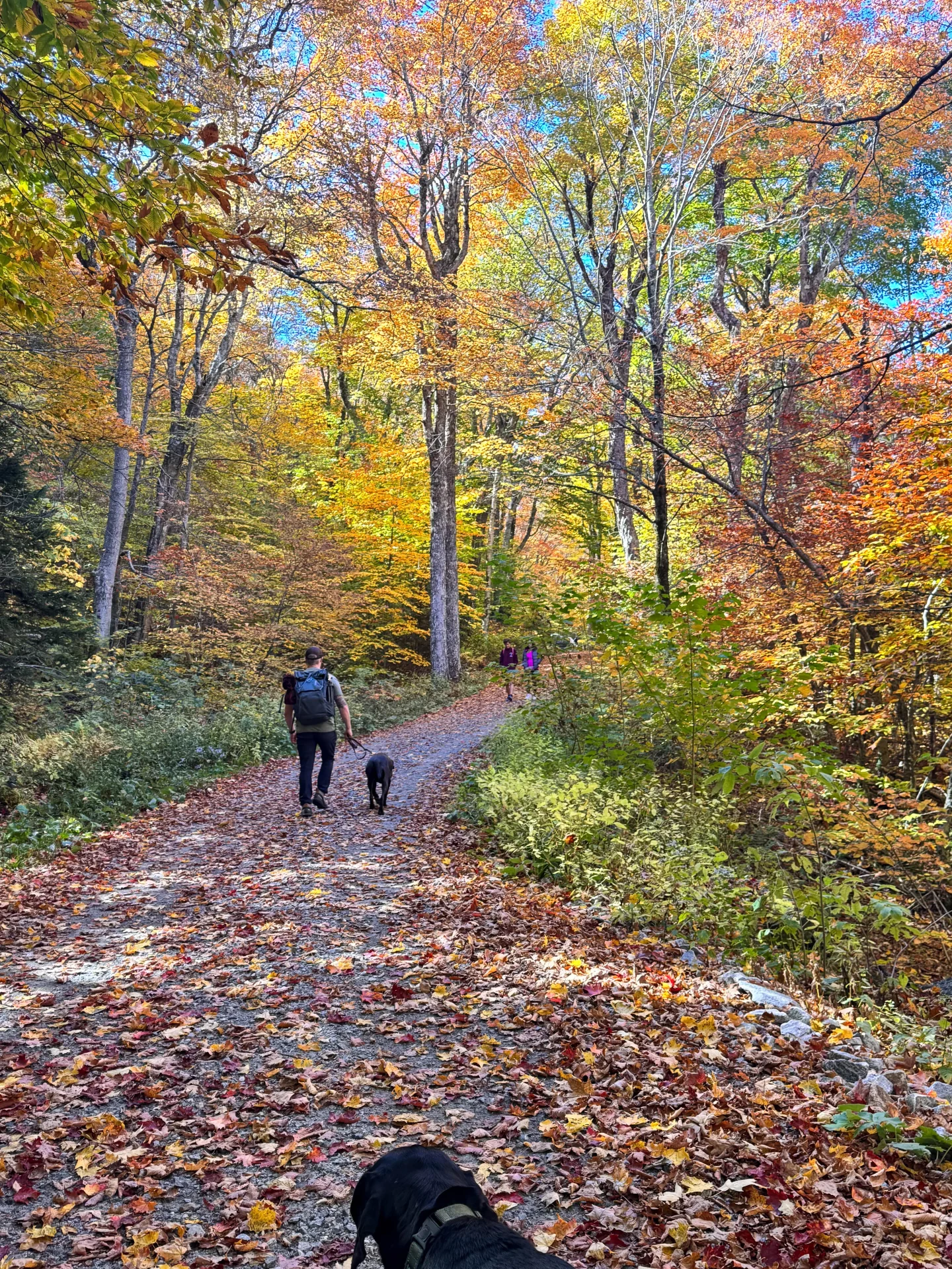 man and dogs walking up a trail on mount greylock in the fall