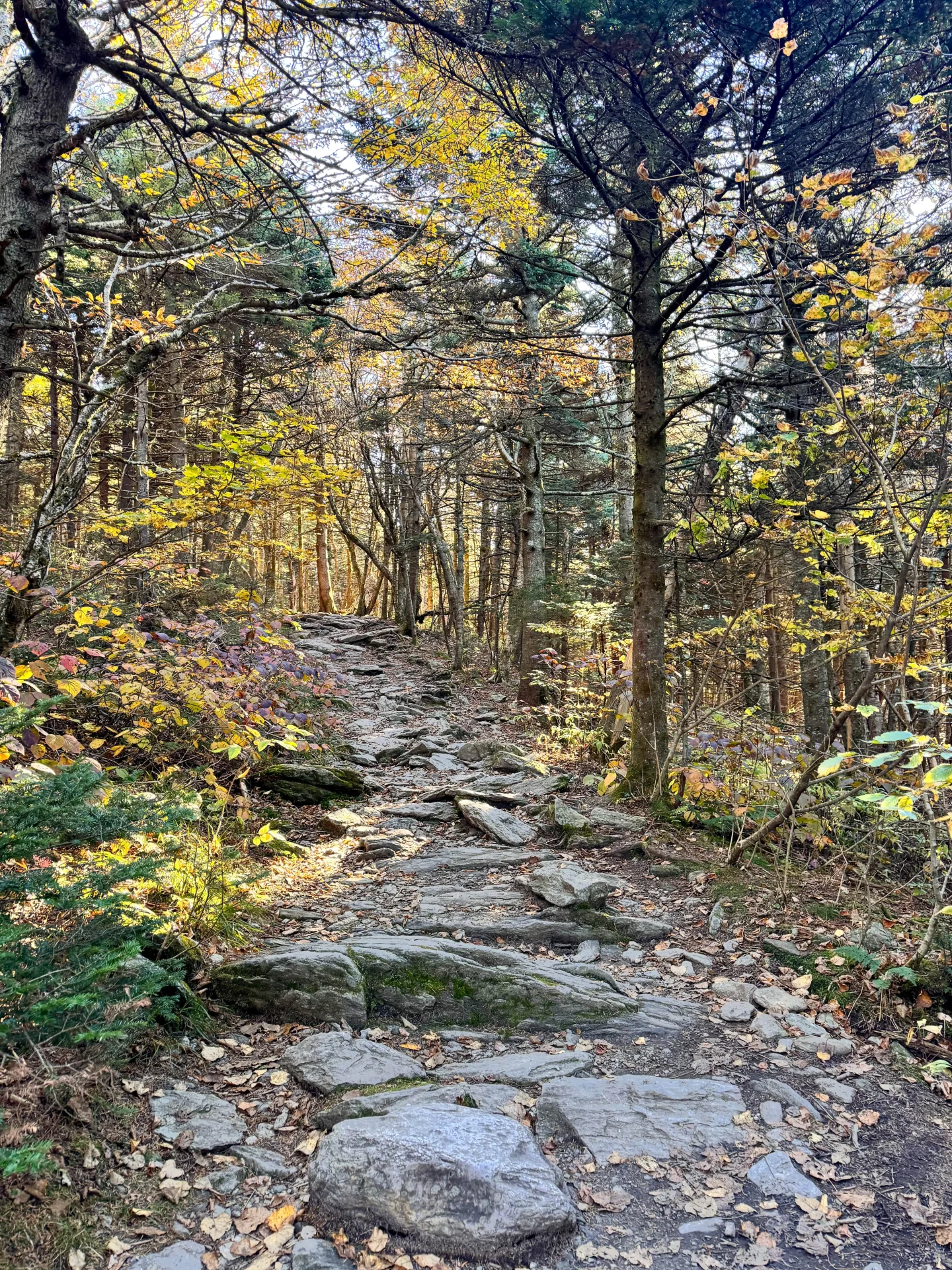 the best hike up mount greylock along the sperry trail