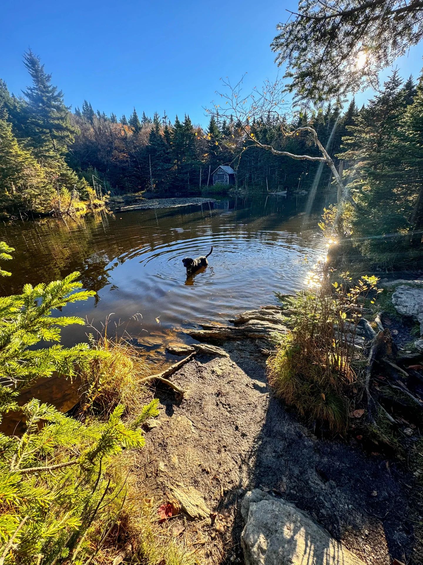 dog swimming on sperry and hopper trail up mount greylock