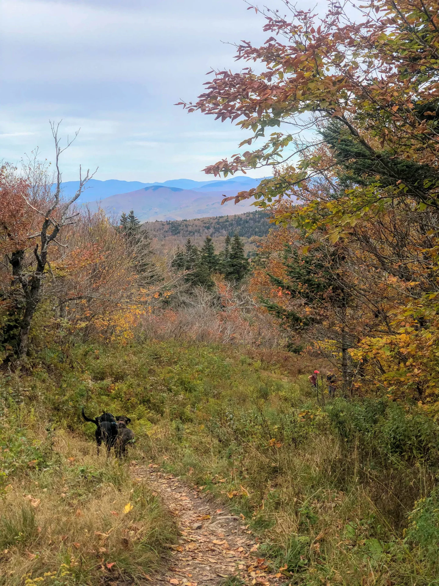 fall view from bellows pipe trail up mount greylock