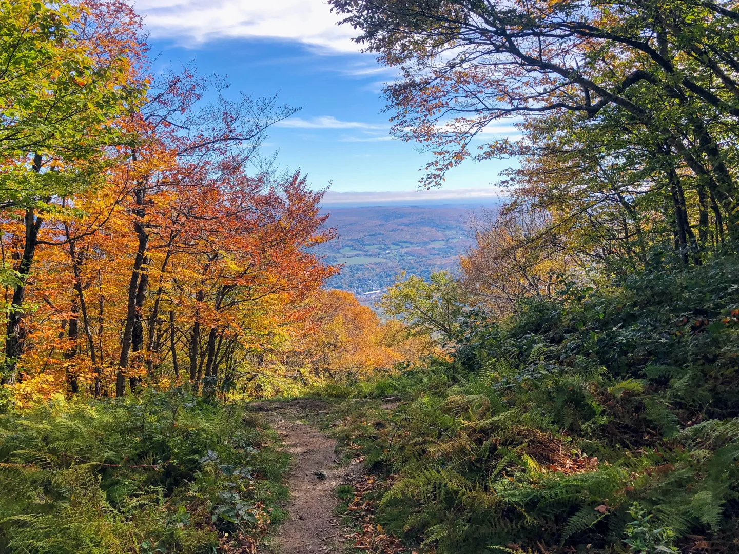 fall view from bellows pipe trail up mount greylock