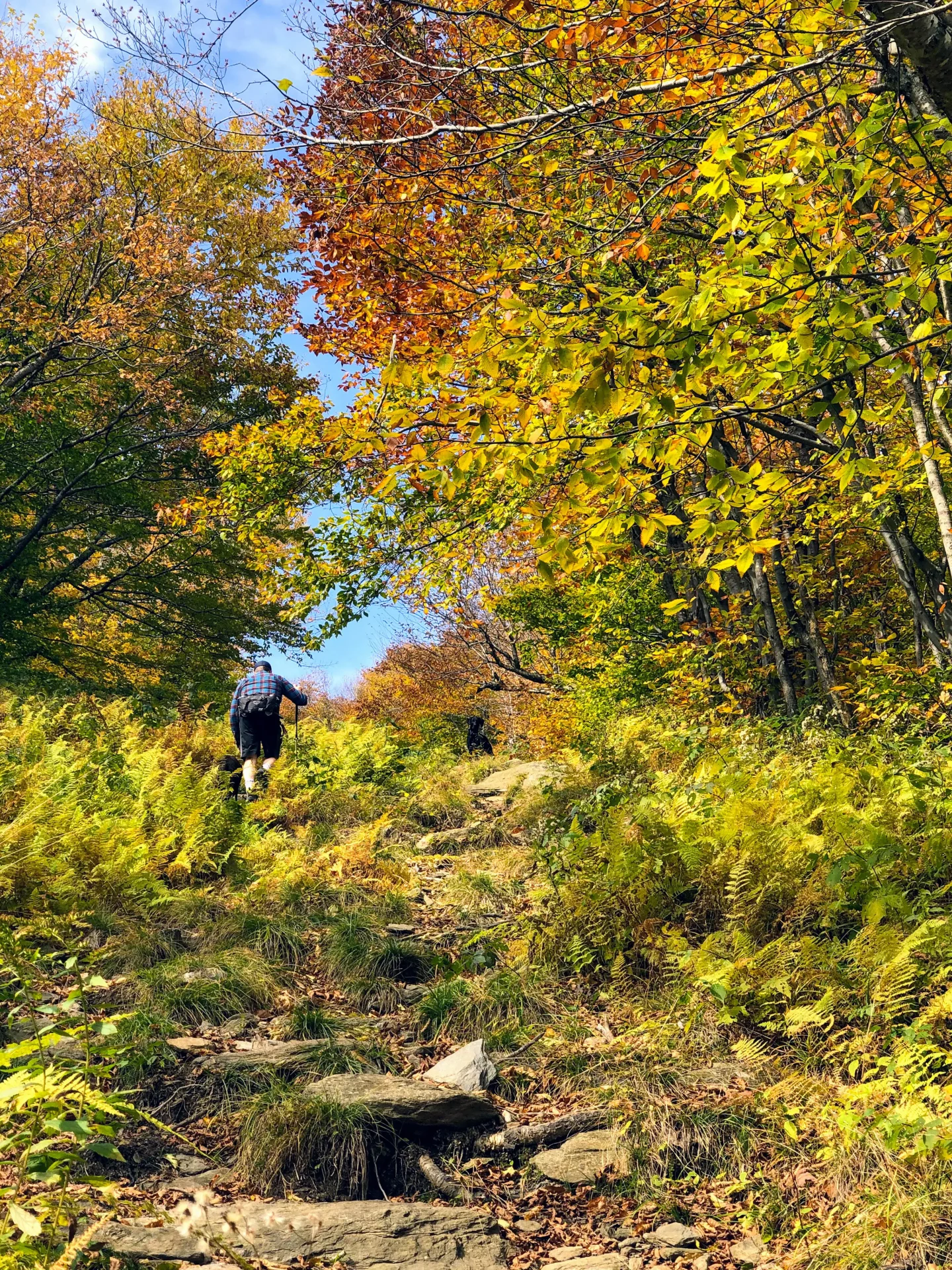 man hiking up bellows pipe trail on mount greylock in the fall