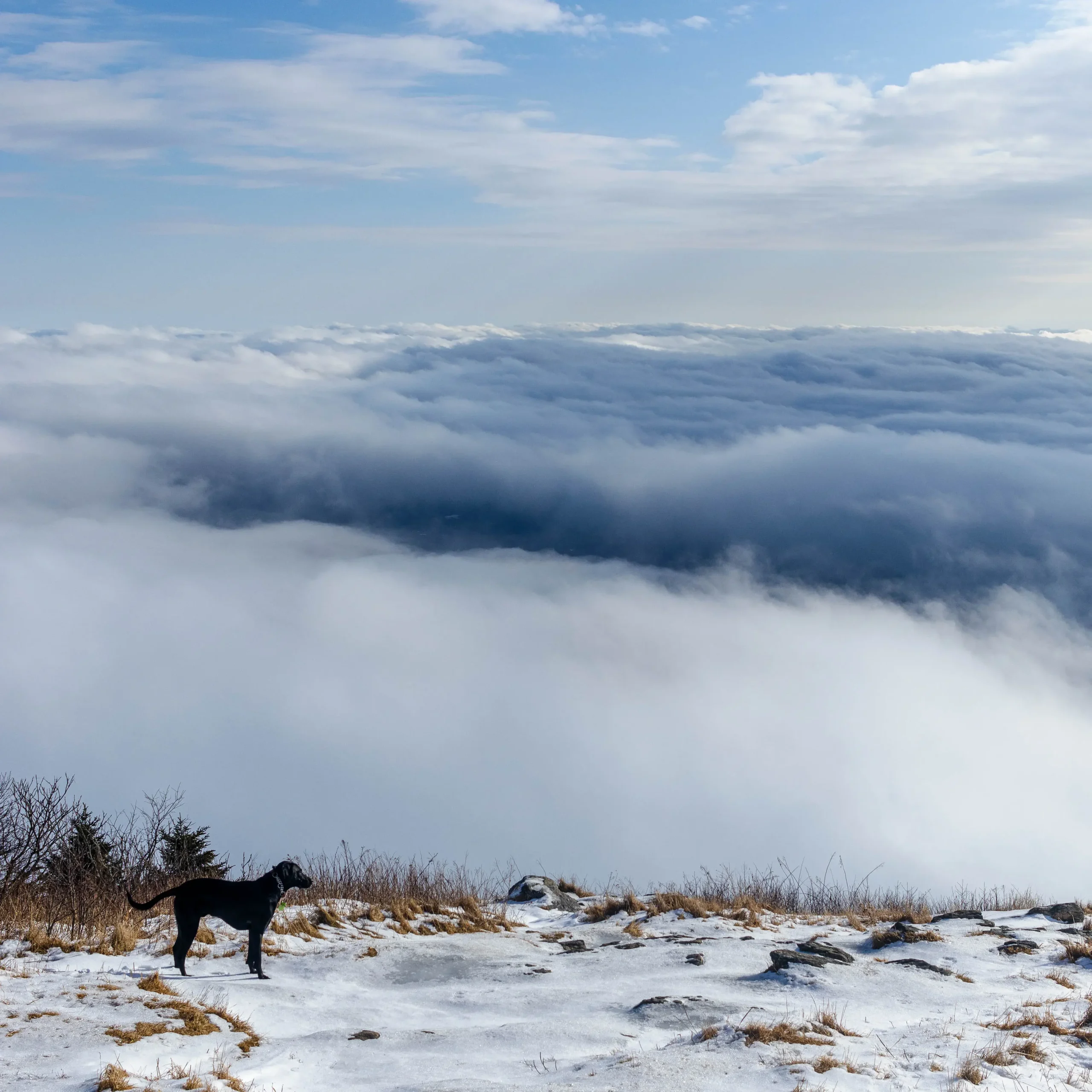 winter foggy view from top of mount greylock in massachusetts with black dog in photo