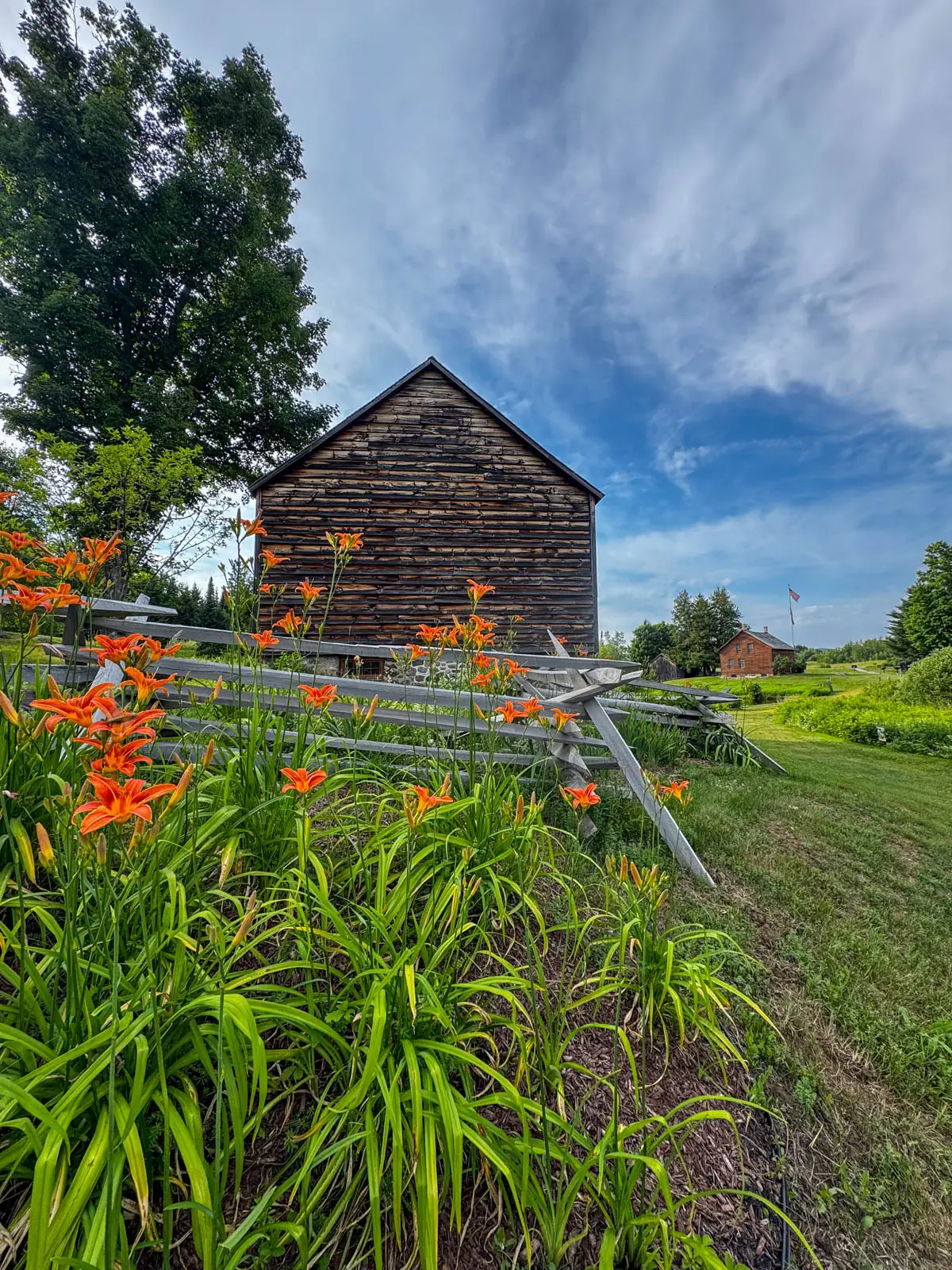 bright orange lillies outside of a historic brown barn on a sunny summer day with blue sky and wispy clouds above.
