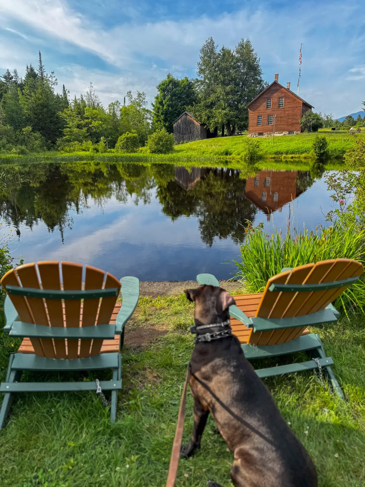 brown dog standing at edge of pond on green grass with mirror like reflection in pond of green trees and brown barn.