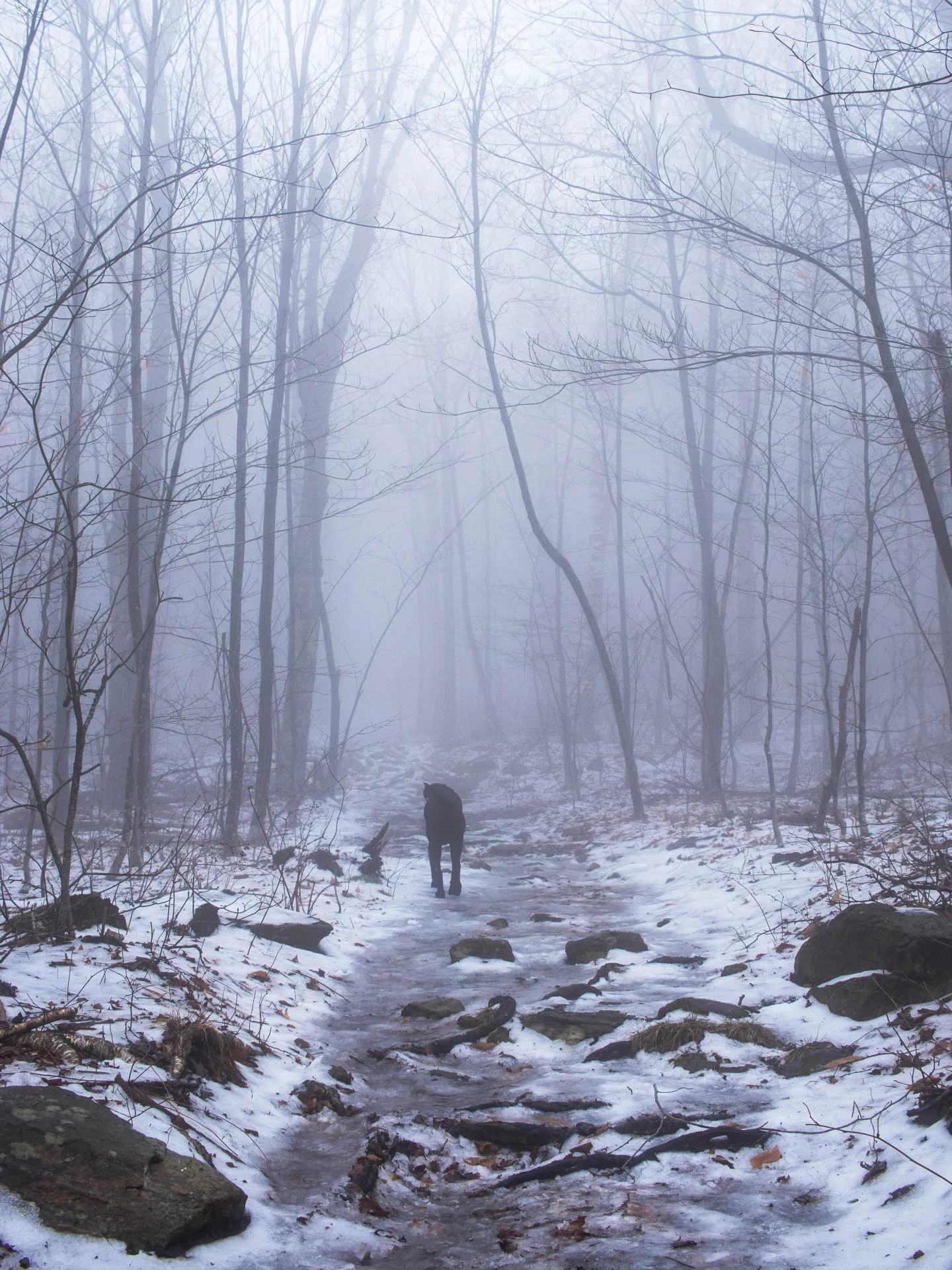 snowy winter trail winter up mount greylock on the gould trail in massachusetts