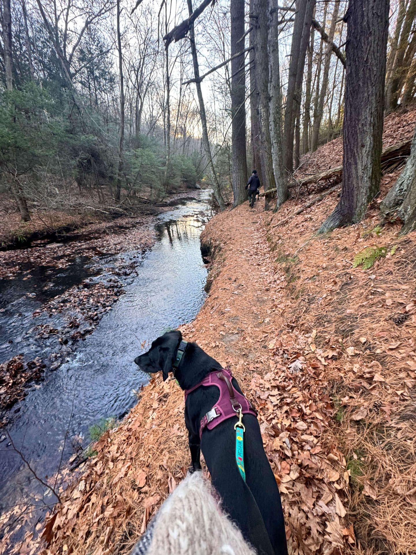 dogs on hike by river in unionville connecticut