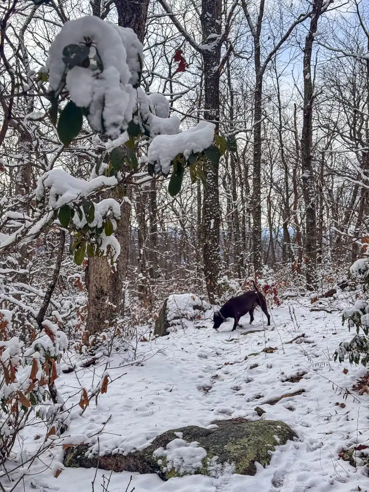 profile of big brown dog walking on a snowy trail.