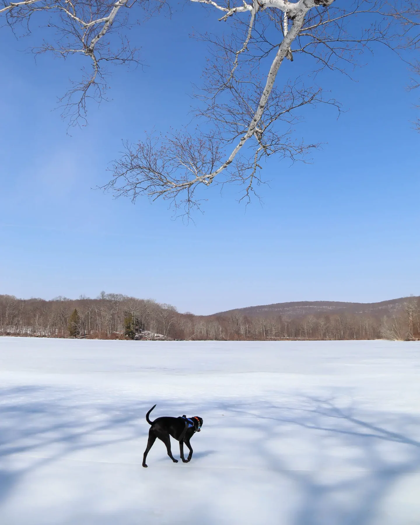 black dog on frozen pond on fuller pond in connecticut