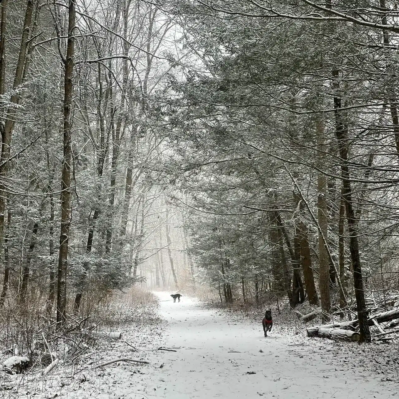 snowy walk along shepaug river in washington depot ct