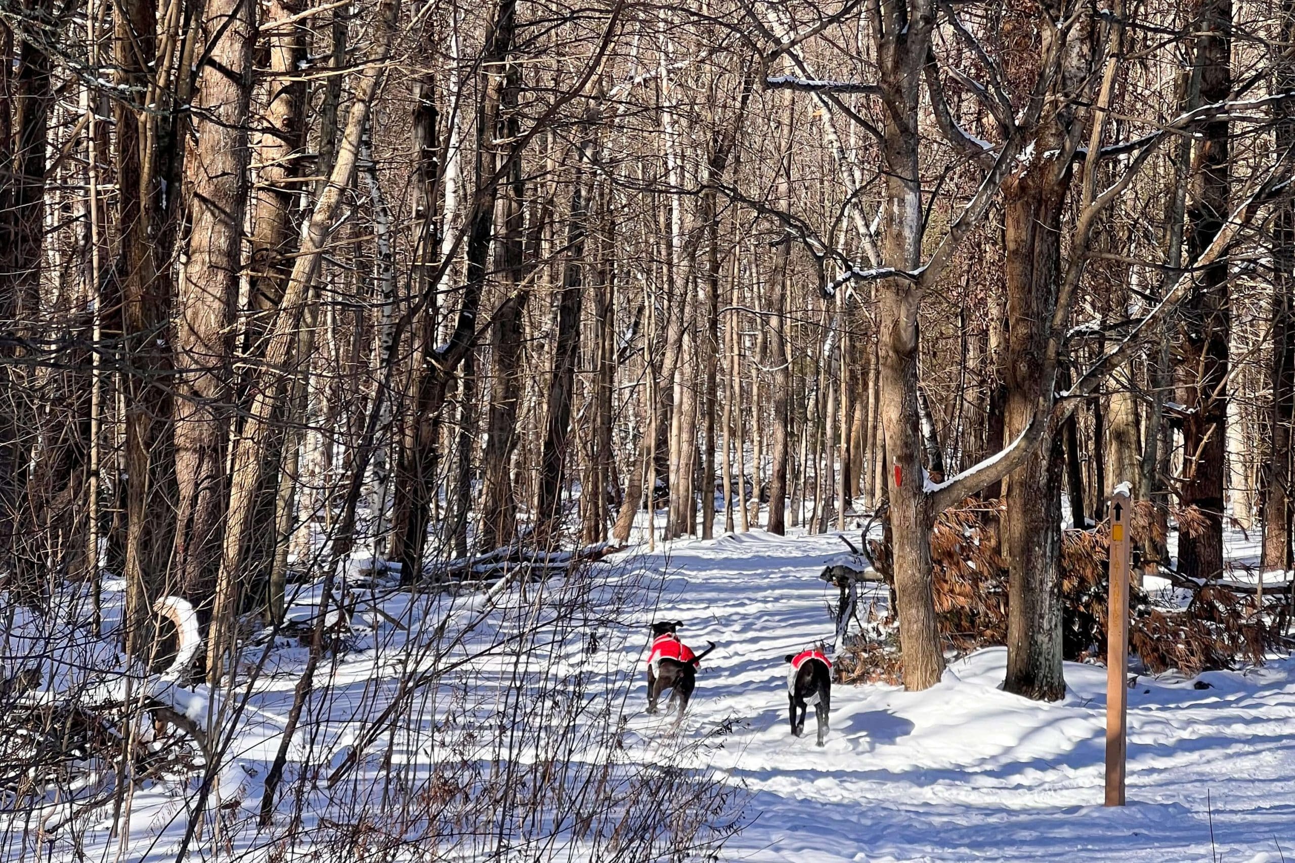 flatlander pass in winter in manchester vt