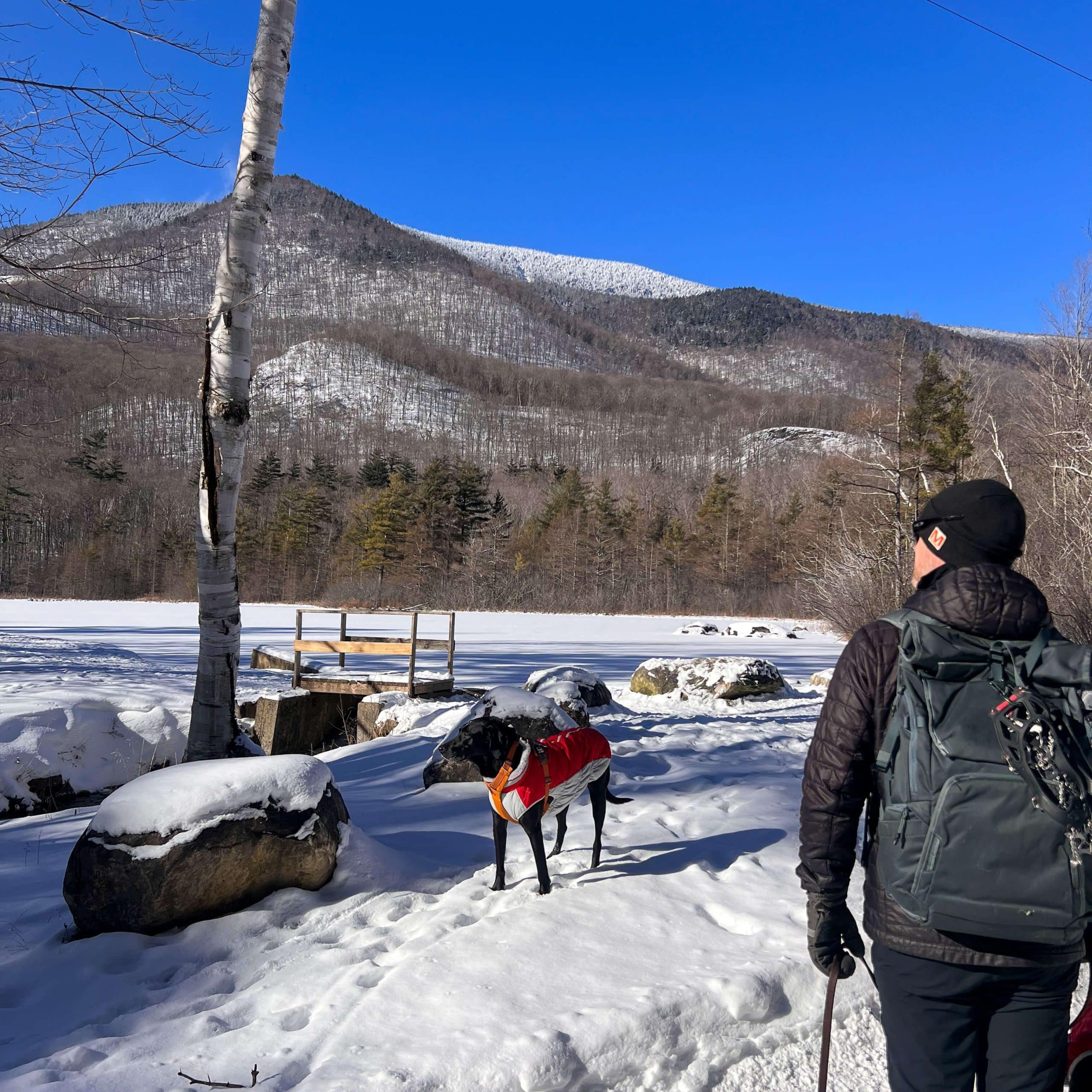 man walking dogs at equinox pond in manchester vermont in winter with snow