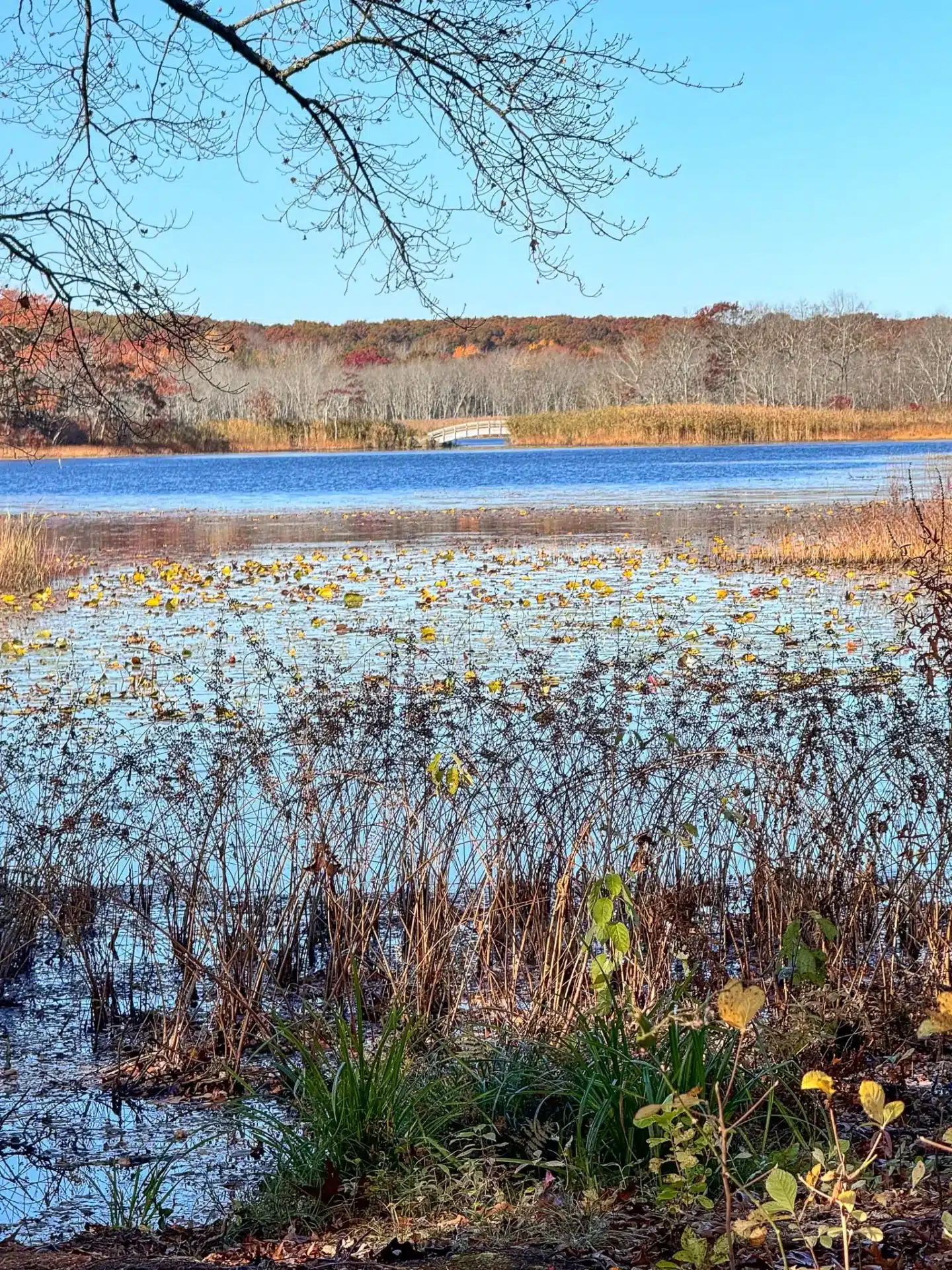 view of belleville pond hike in rhode island, a blue pond surrounded by orange trees in late fall