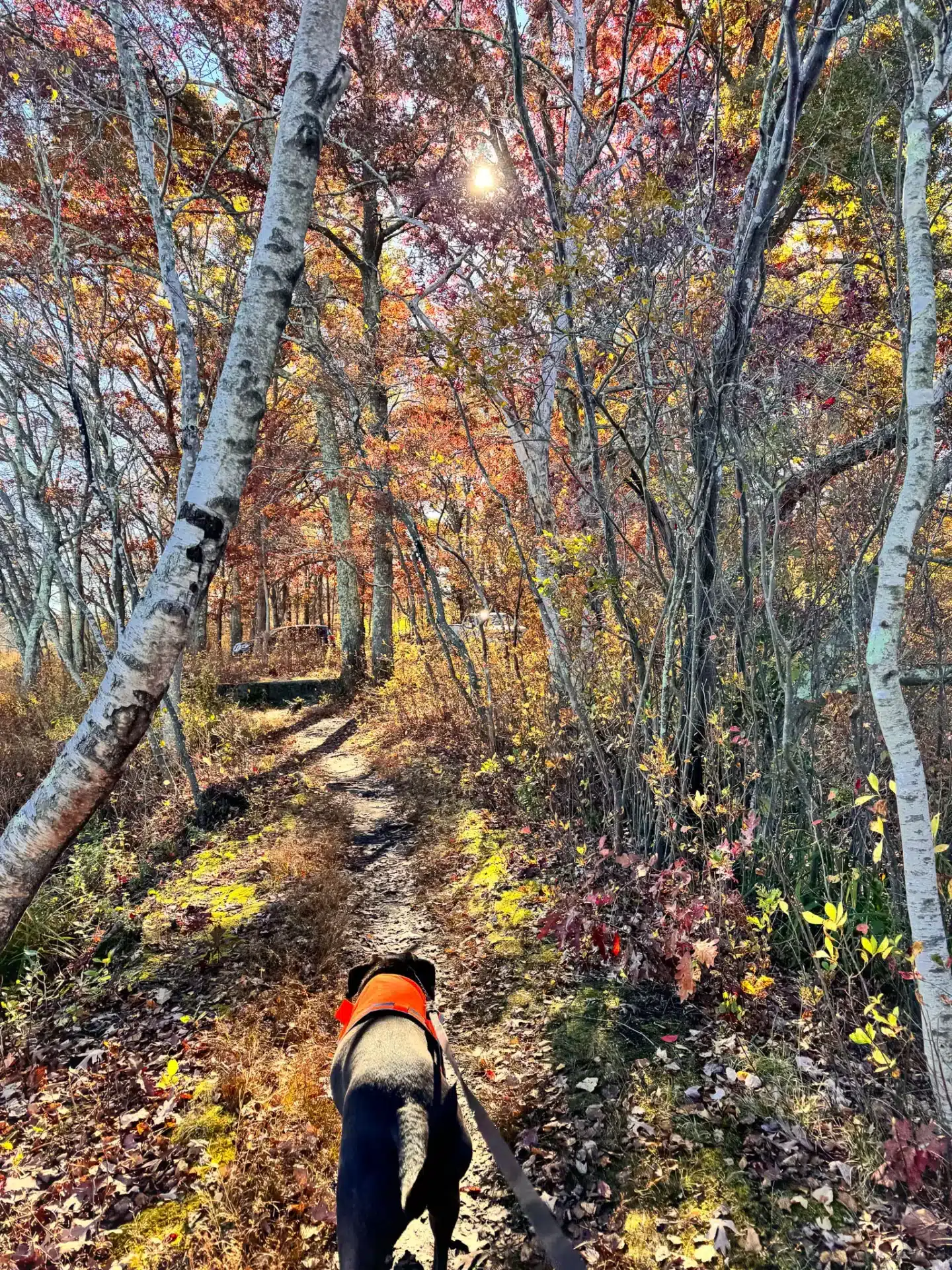 brown dog with orange vest on a wooded trail in rhode island with orange, yellow, and white birch trees in fall