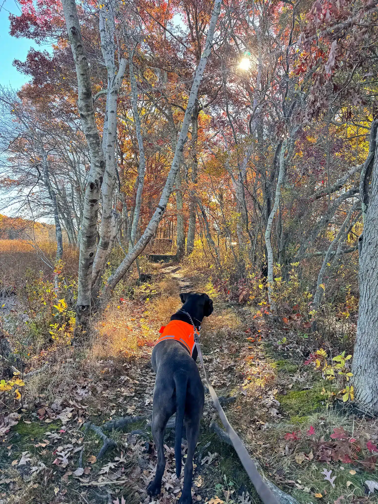 brown dog with orange vest on a wooded trail in rhode island with orange and yellow trees in fall