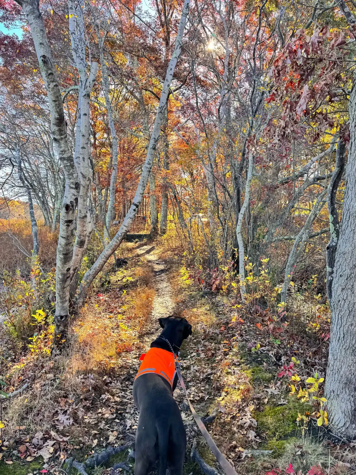 brown dog with orange vest on a wooded trail in north kingston rhode island with orange and yellow trees in fall