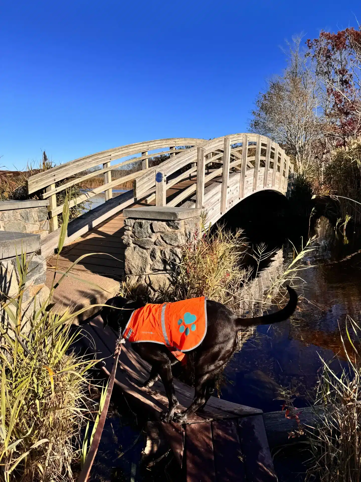 brown dog with orange hiking vest walking in front of a wooden bridge over a pond in rhode island