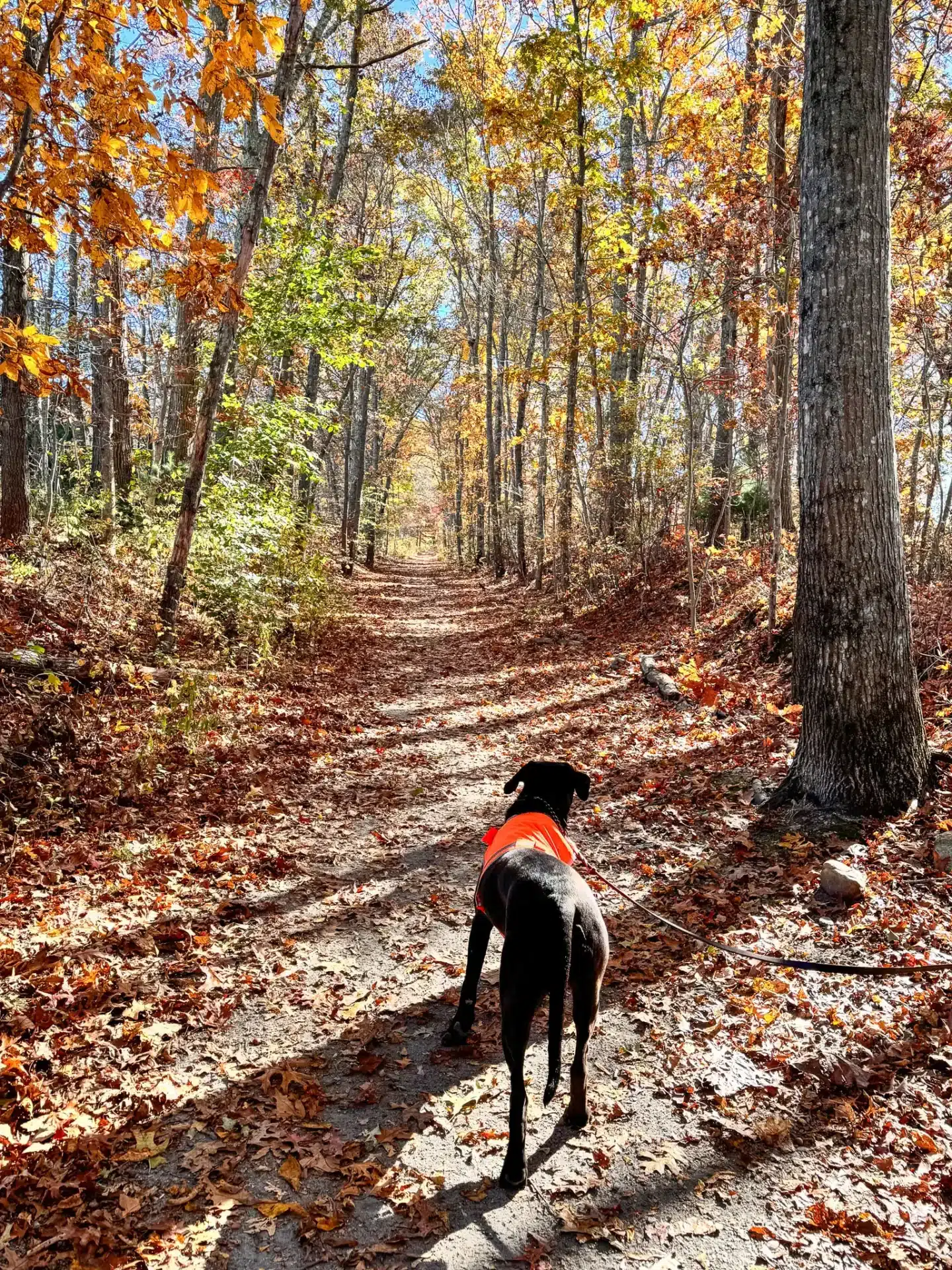 brown dog with orange vest on a wooded trail in north kingston rhode island with orange and yellow trees in fall