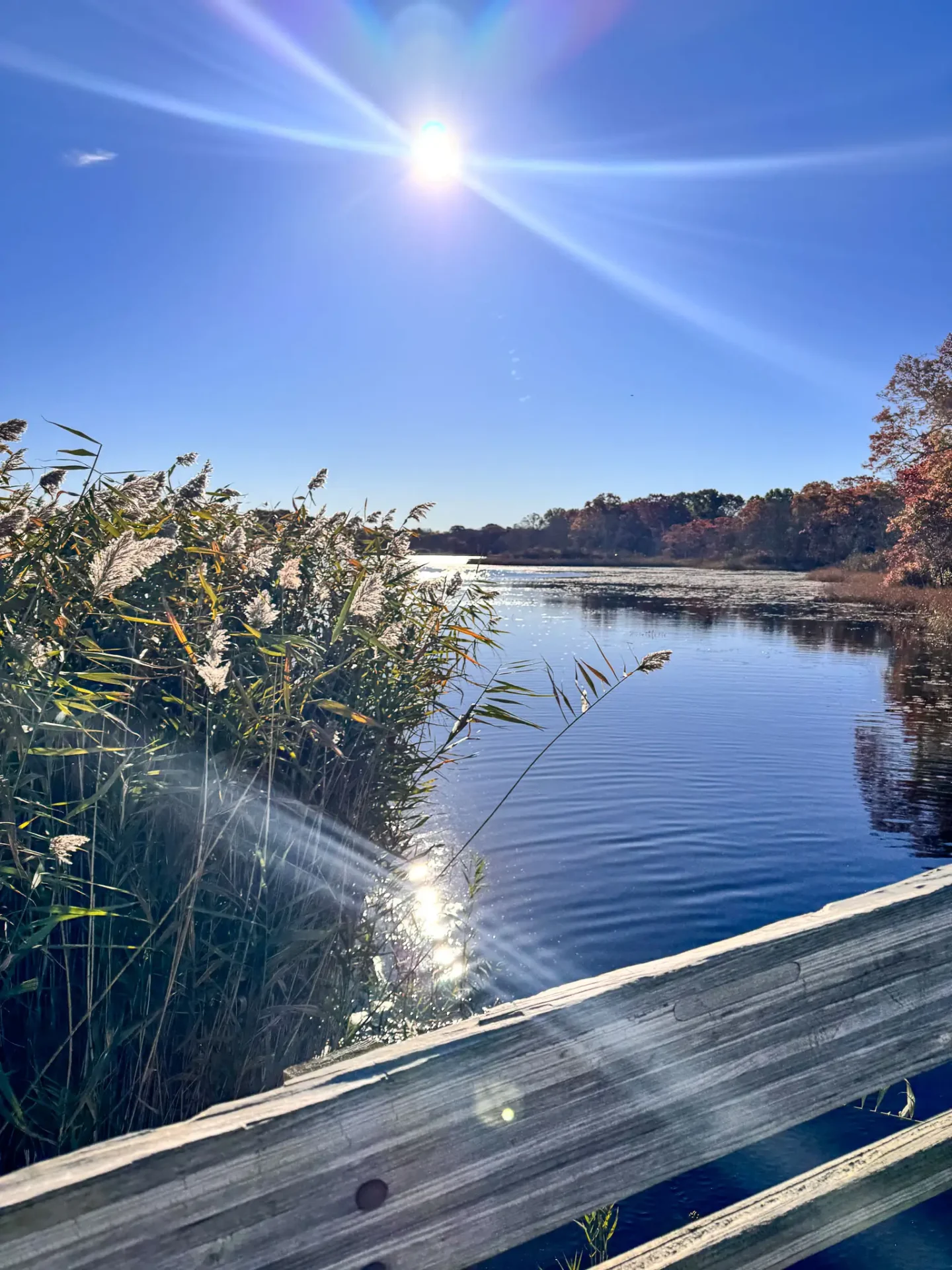 view of blue belleville pond in rhode island with greenery on left