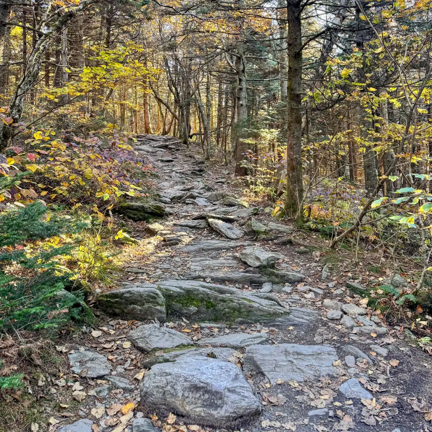 hike up to mount greylock in fall